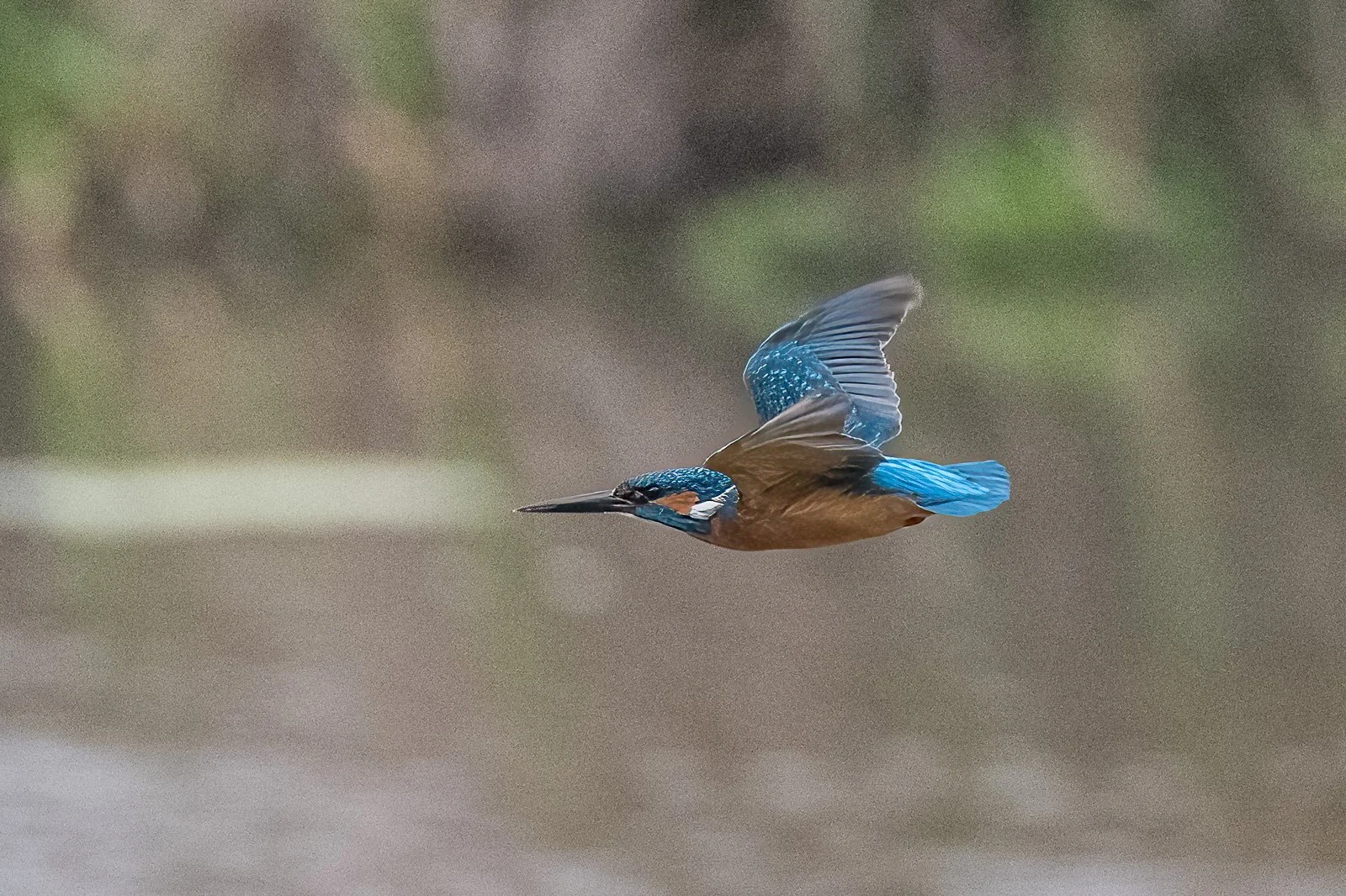 Eisvogel