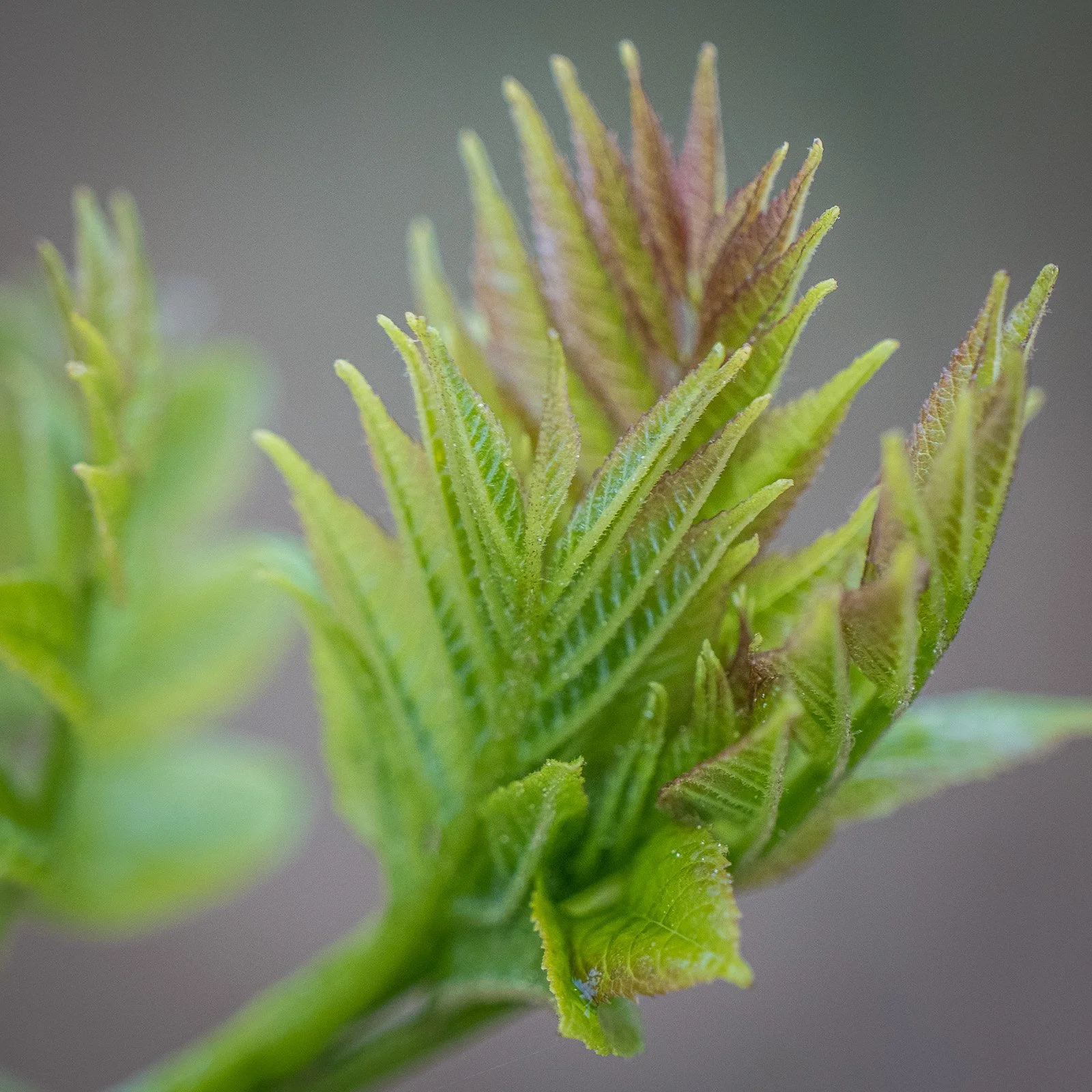 bueb-fotografie-natur -PS5_5743.jpg