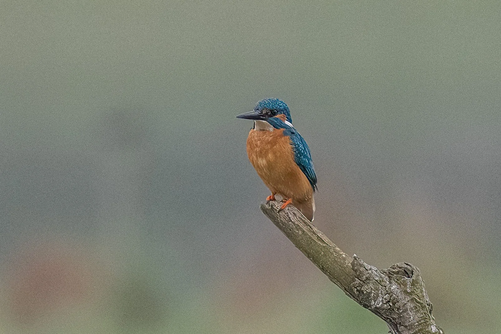 Eisvogel
