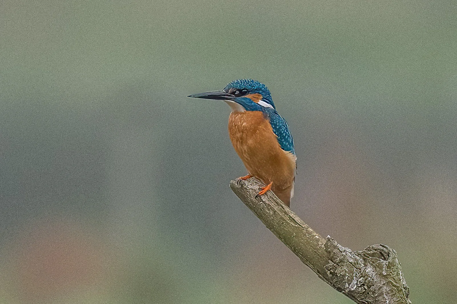 Eisvogel