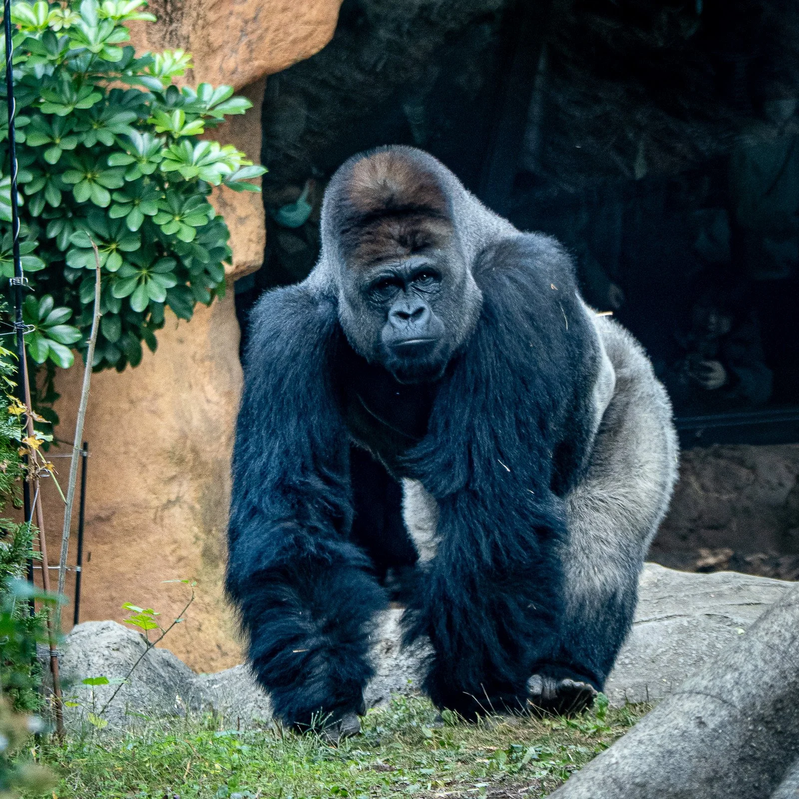 Silberrücken, Ueno Zoo, Tokyo