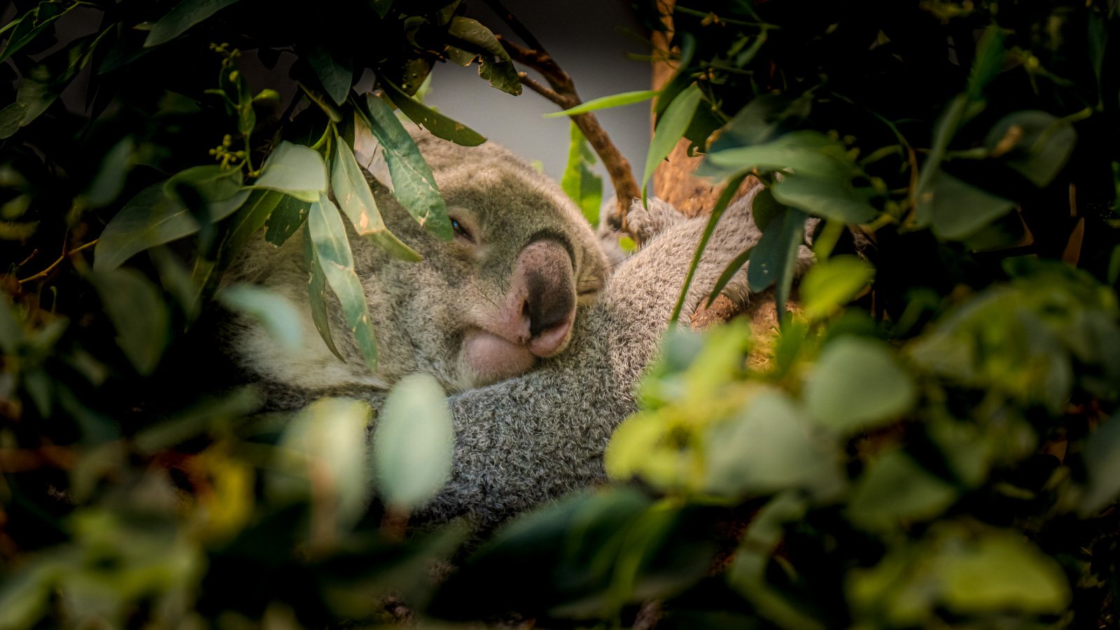 bueb-fotografie-tiere -PS1R1228.jpg