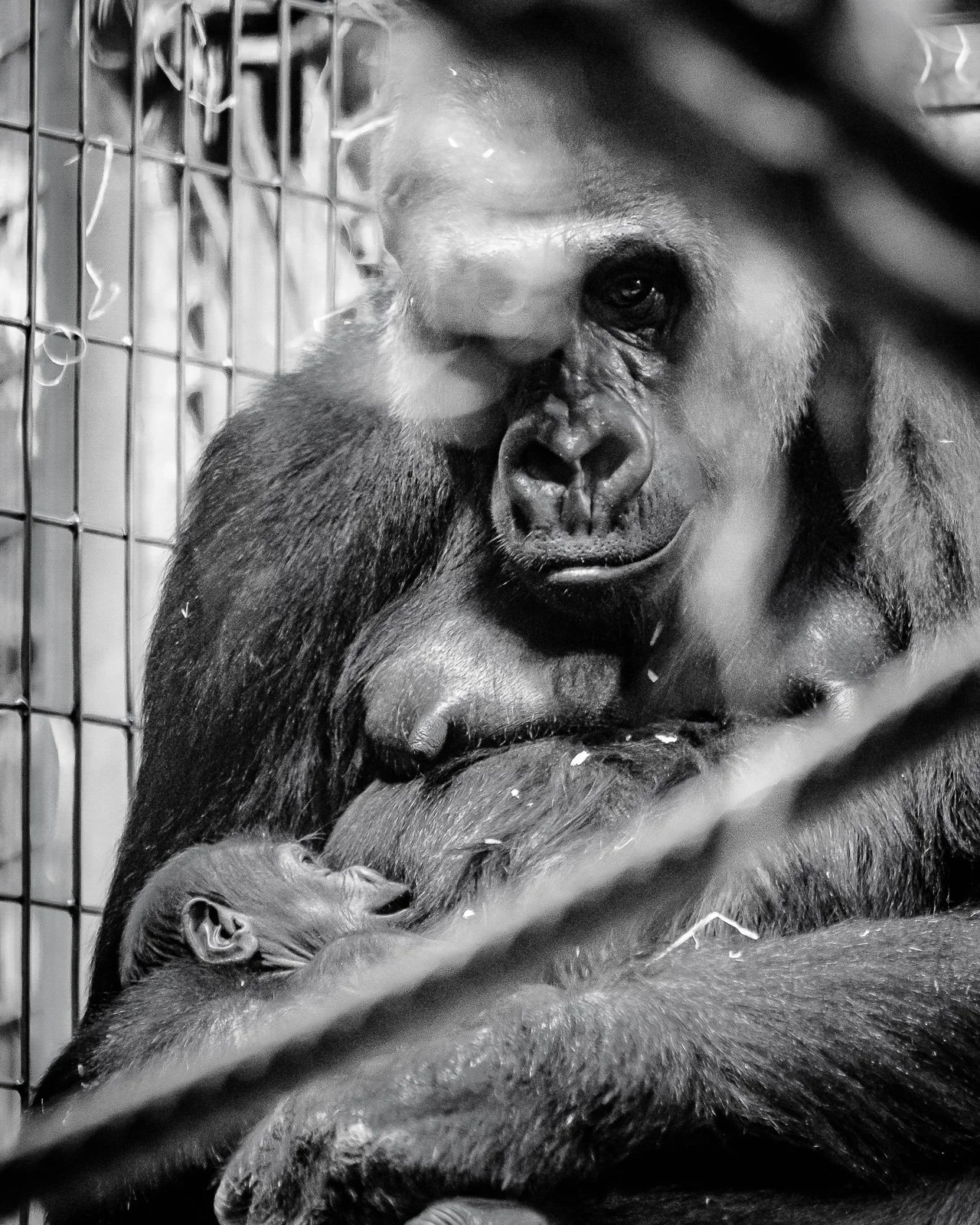 bueb-fotografie-tiere -PS1R1297.jpg