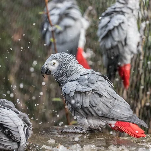 Graupapagei, Zoo Zürich