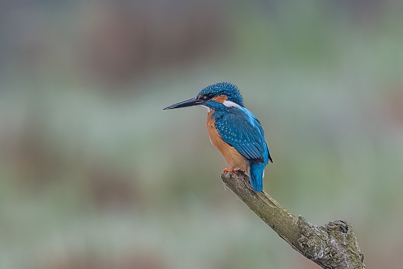 Eisvogel