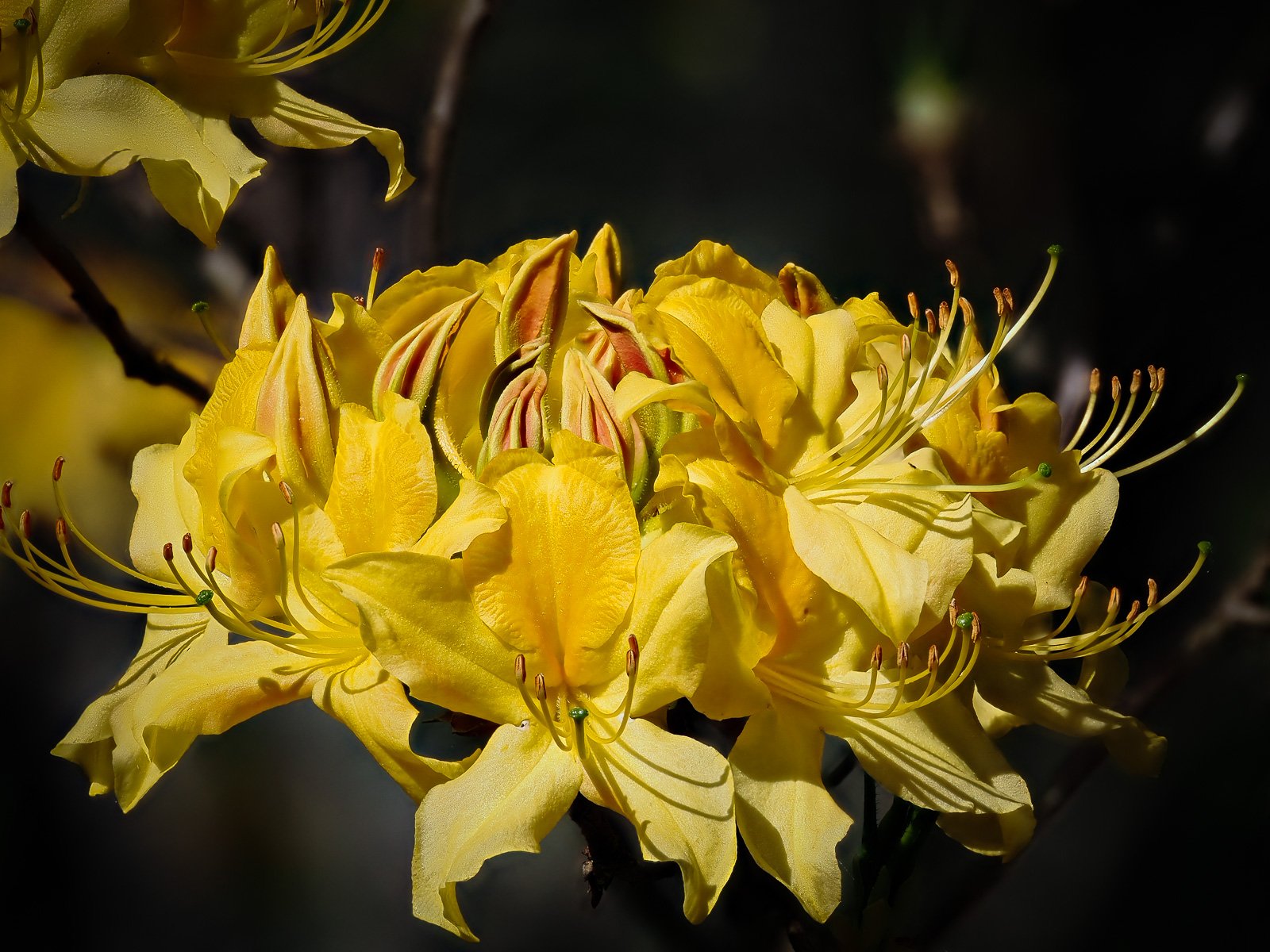 Rhododendron, Seleger Moor