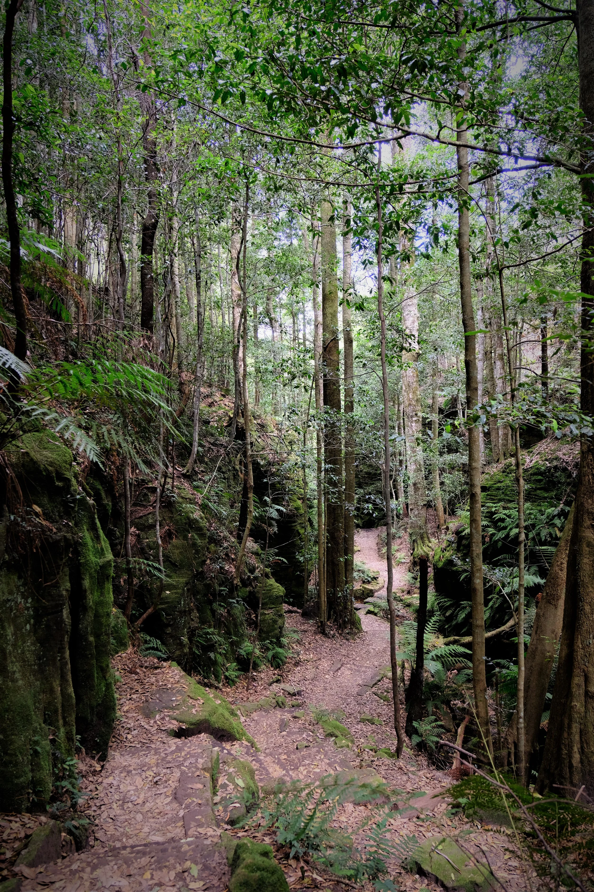 blue mountains (2023)