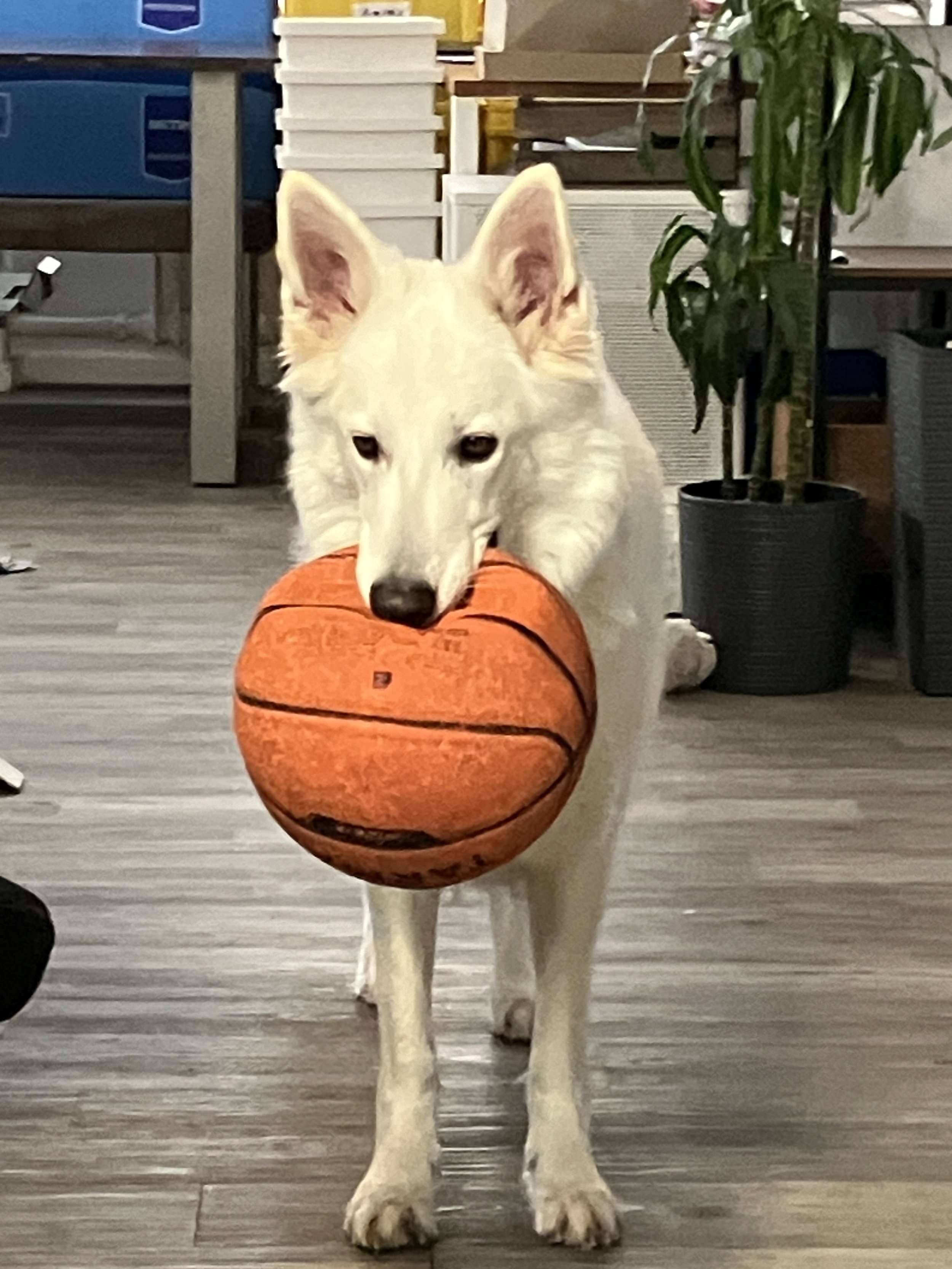 Ein weißer Hund trägt einen Basketball, der aussieht wie ein Spielball, in seinem Maul im Raum mit Holzboden und Pflanzen im Hintergrund.
