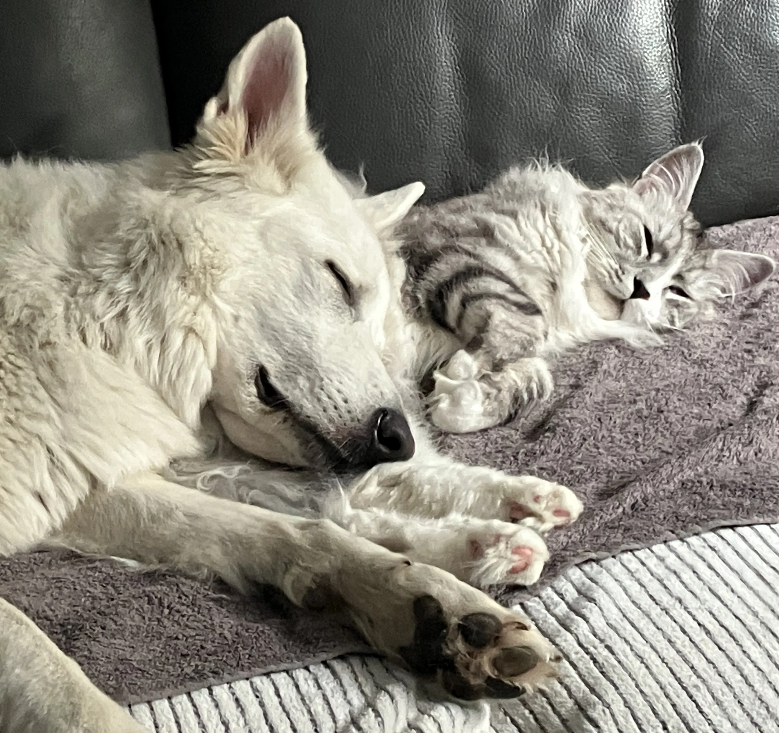 Ein weißer Hund und eine grau-getigerte Katze schlafen zusammen auf einer Couch.