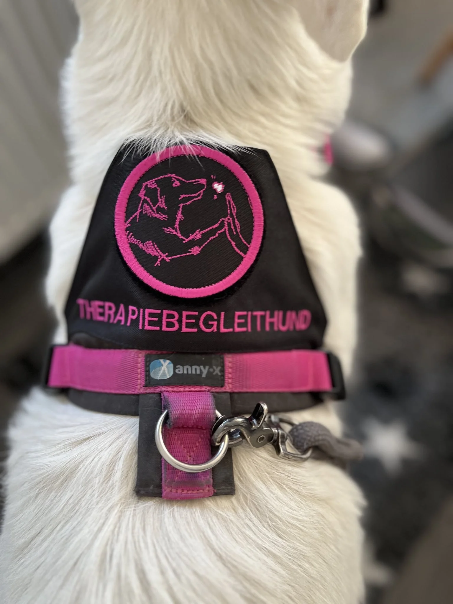 Hinterhalsband eines weißen Hundes mit einem schwarzen und pinkfarbenen Schutz oder Leine, auf dem in pinken Buchstaben 'THERAPIEBEGLEITHUND' steht.