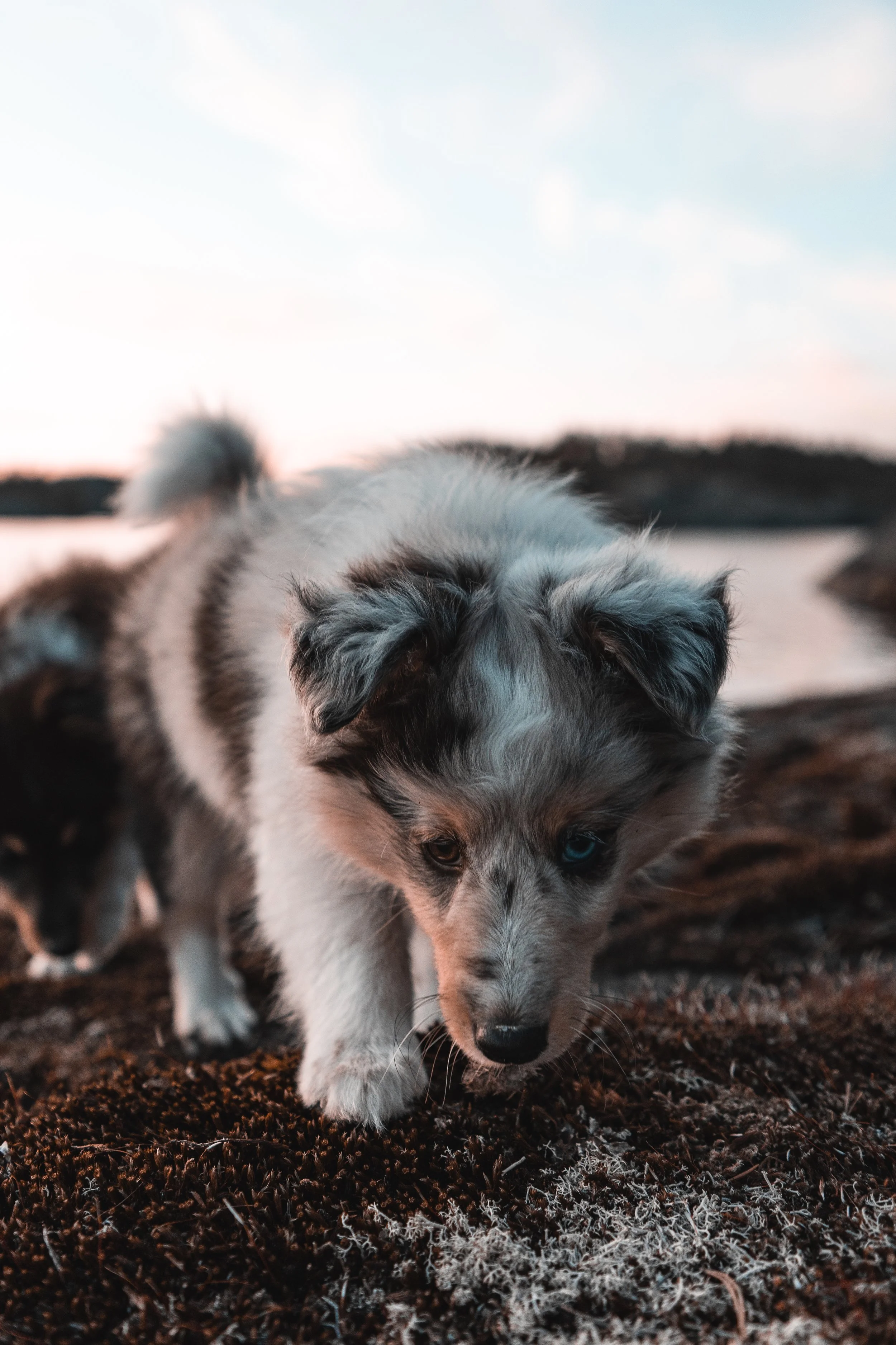 A cute Australian Shepherd puppy with blue eyes walking on a textured ground outdoors during sunset.