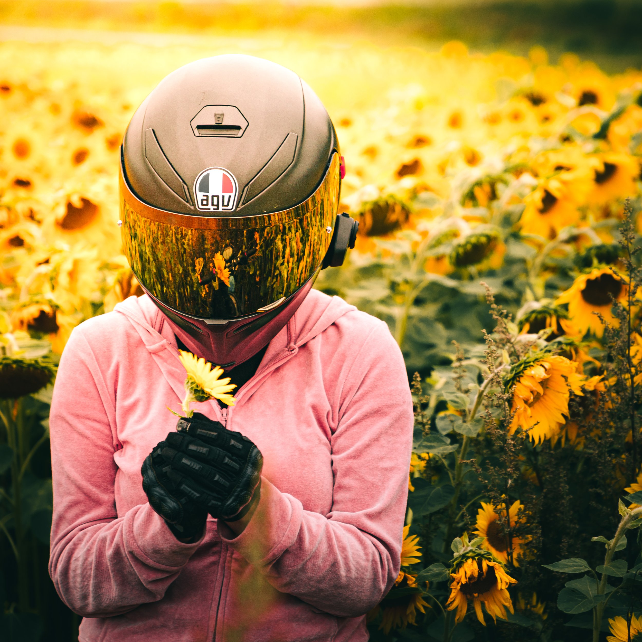 Person wearing a motorcycle helmet and pink hoodie holding a sunflower in front of a field of sunflowers.