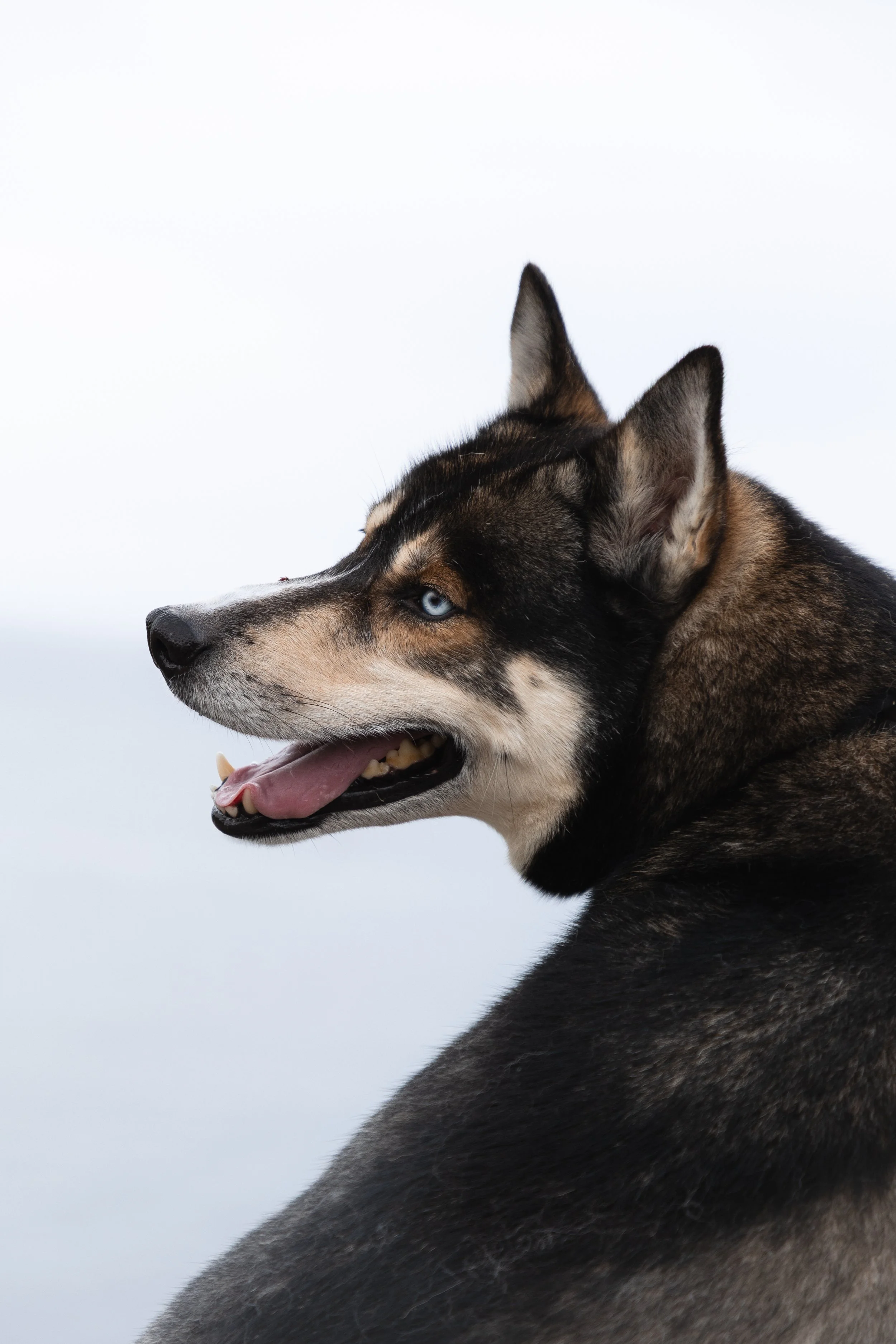 Husky dog with blue eyes, black and brown fur, and its tongue out against a plain background.