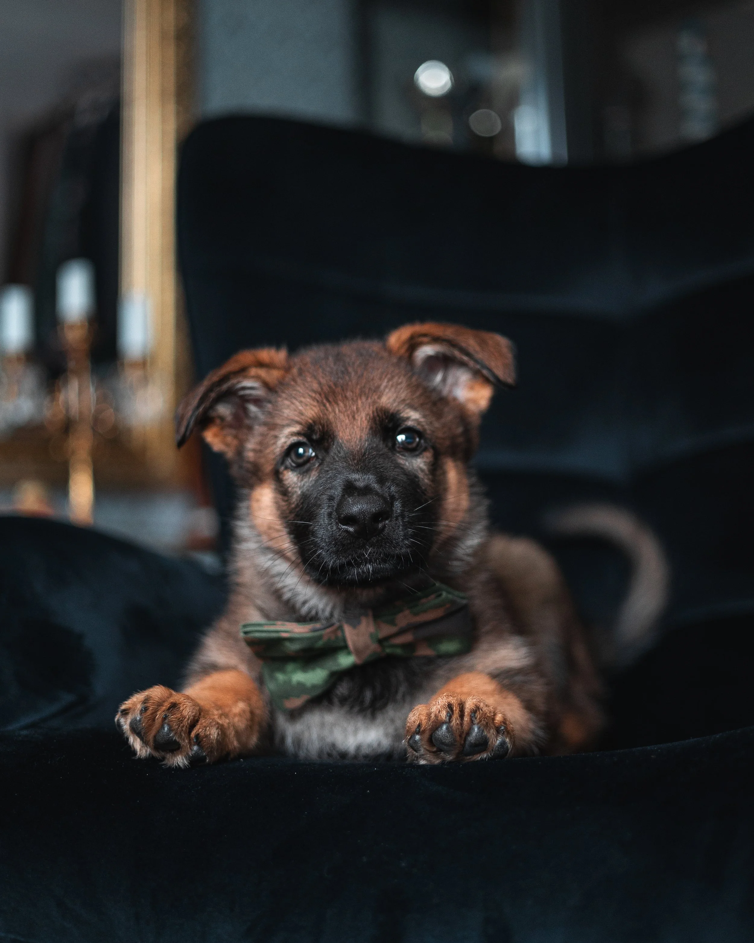 A cute puppy lying on a black surface, wearing a green camouflage bow tie, with a dark background.
