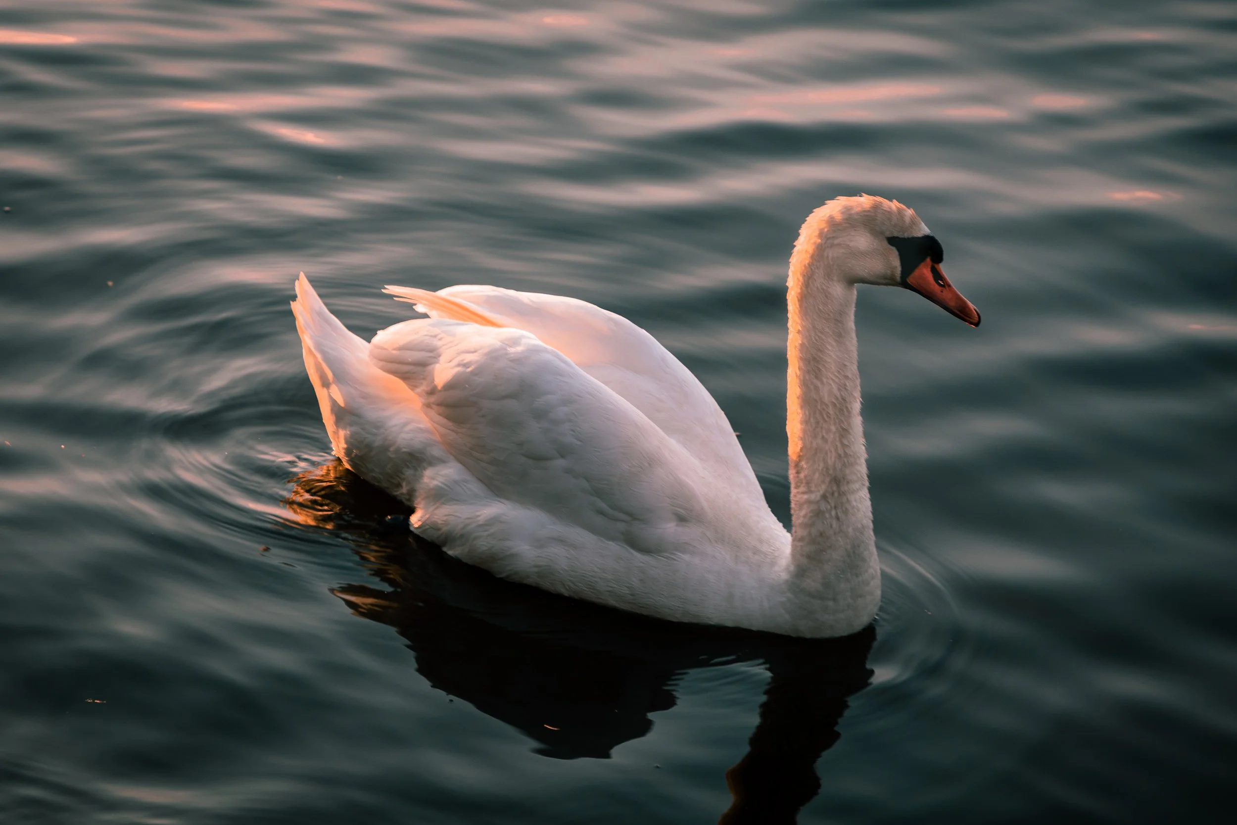 A white swan swimming on calm water during sunset with soft lighting and ripples.