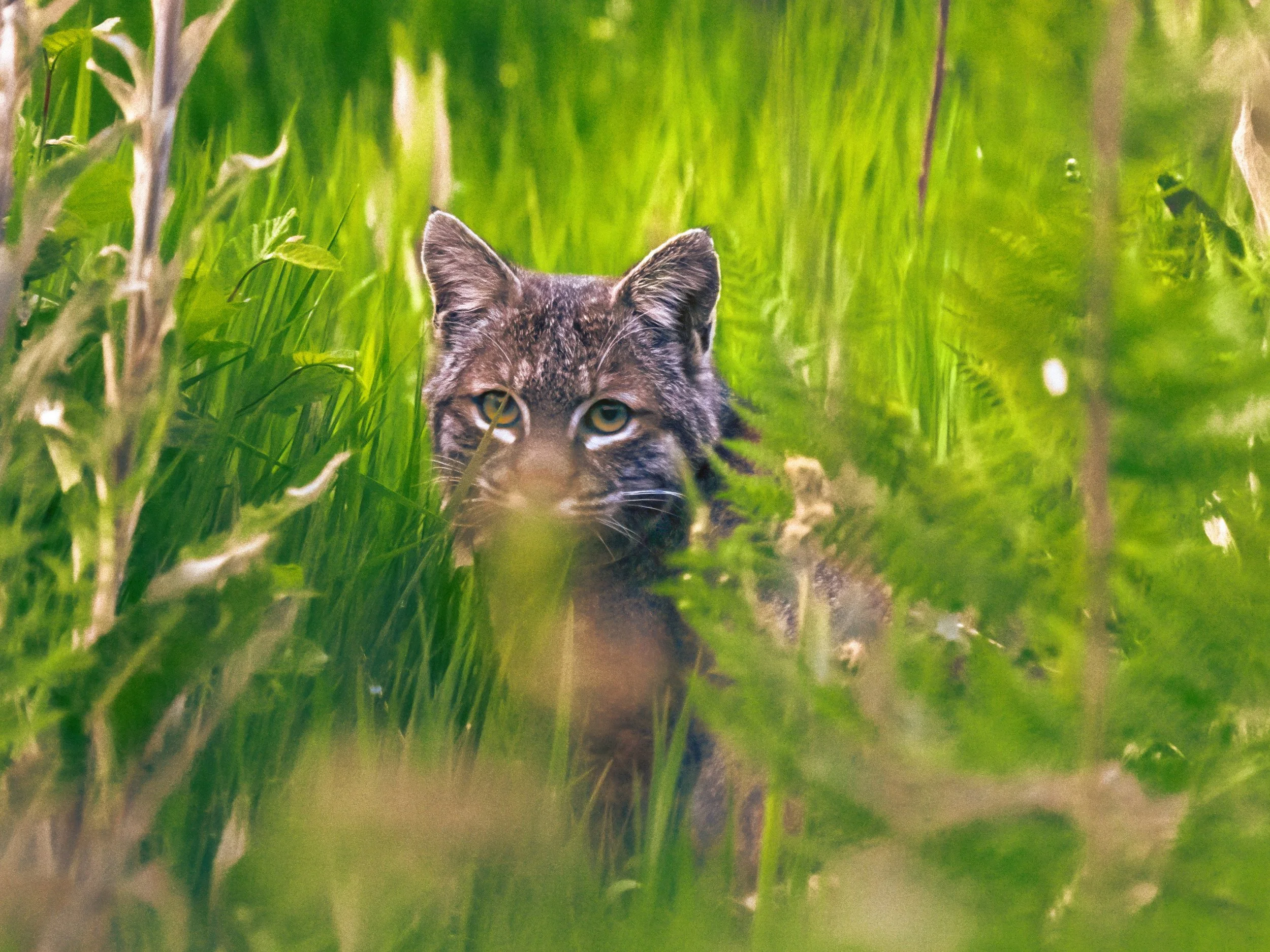 A wildcat lurks in tall green grass.