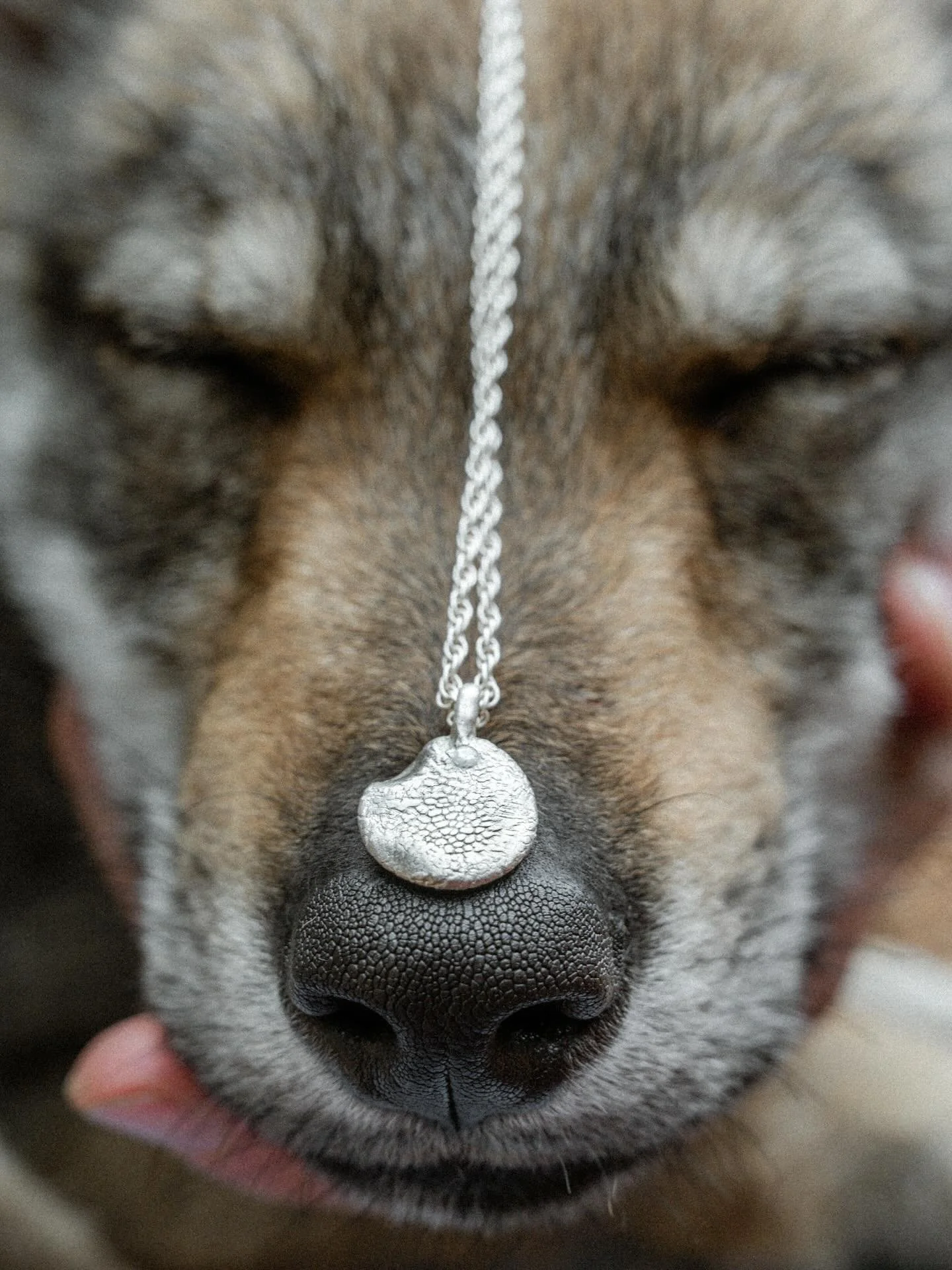 Mal&yacute; ňuf&aacute;čik,
veľk&aacute; spomienka 🐾

Niektor&eacute; chv&iacute;le s&uacute; tak&eacute; jemn&eacute;, že by sme si ich najrad&scaron;ej navždy uložili do dlane ako talizman.

Z tak&yacute;chto momentov vznikaj&uacute; moje &scaron;