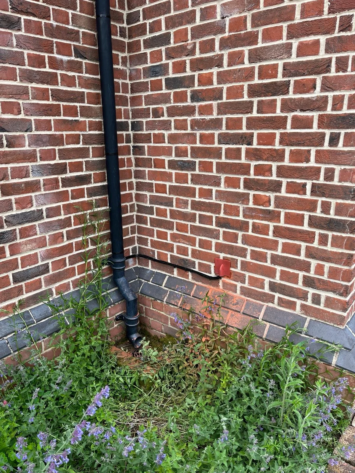 Corner of a brick house with a black downspout pipe, surrounded by green plants and purple flowers, with a small vent on the wall.