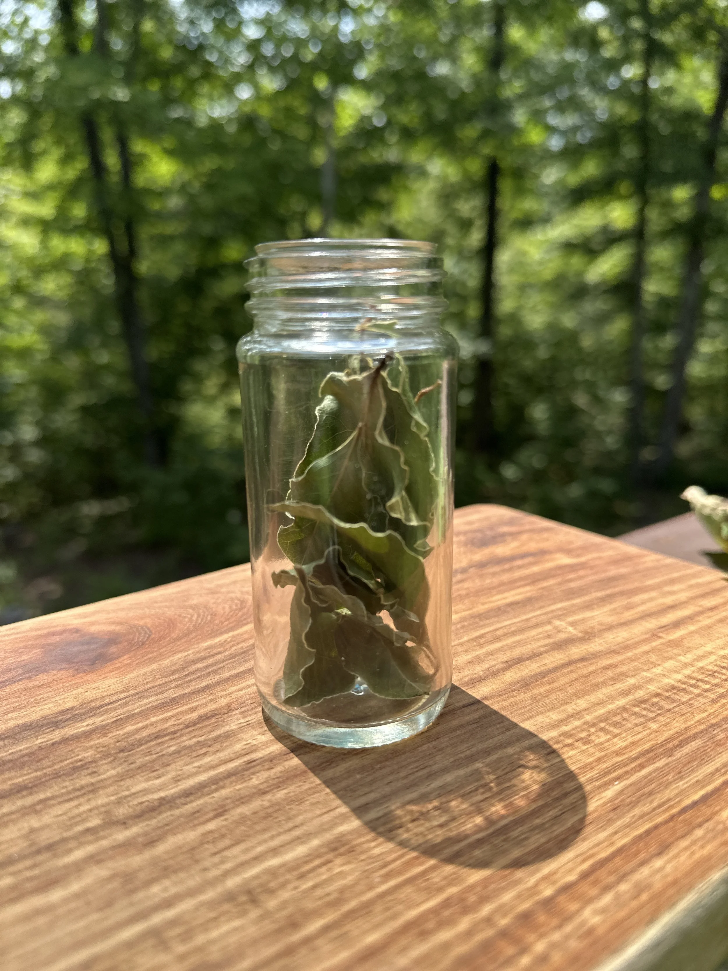 Bay Leaves