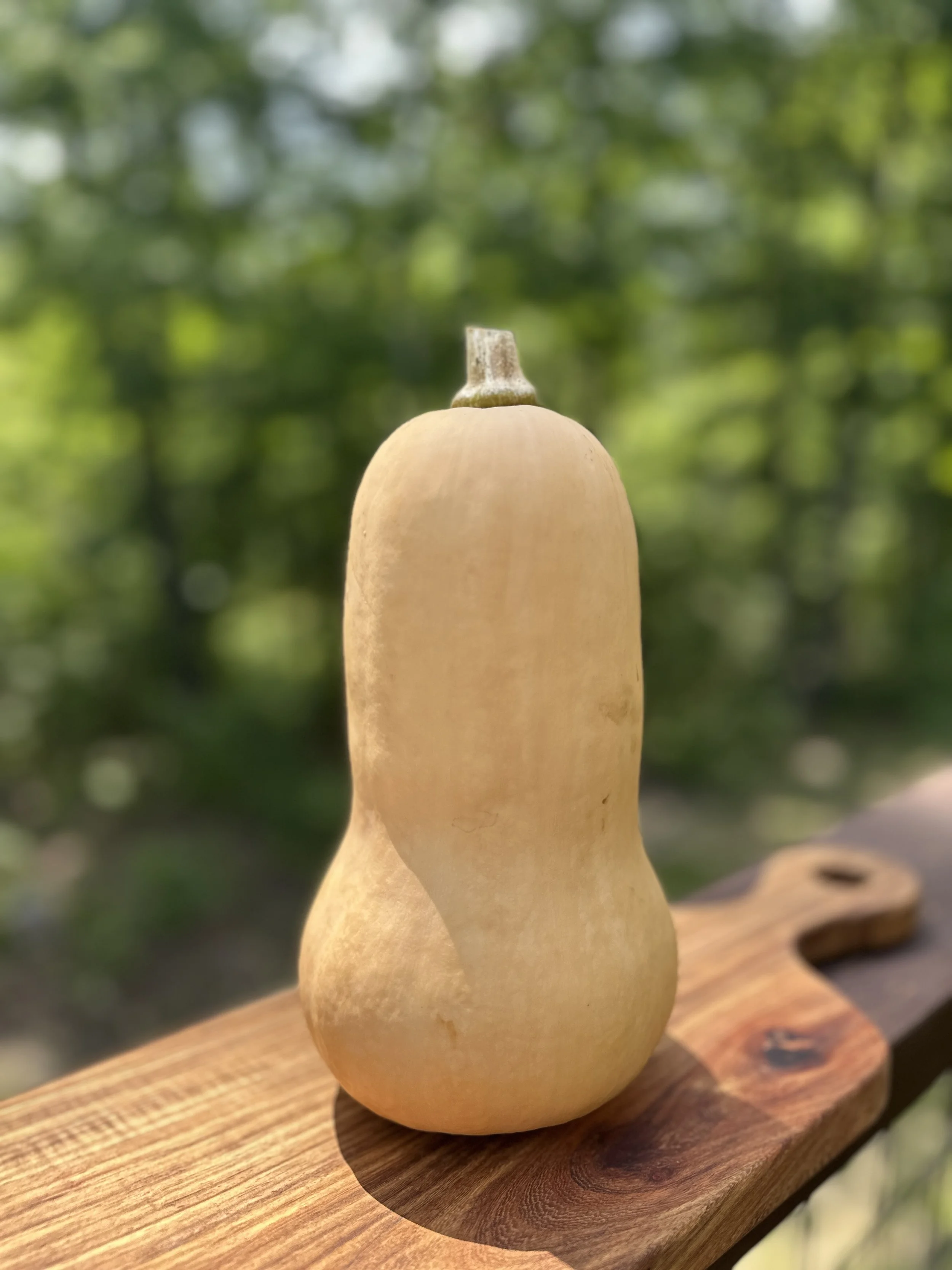 Butternut Squash Large