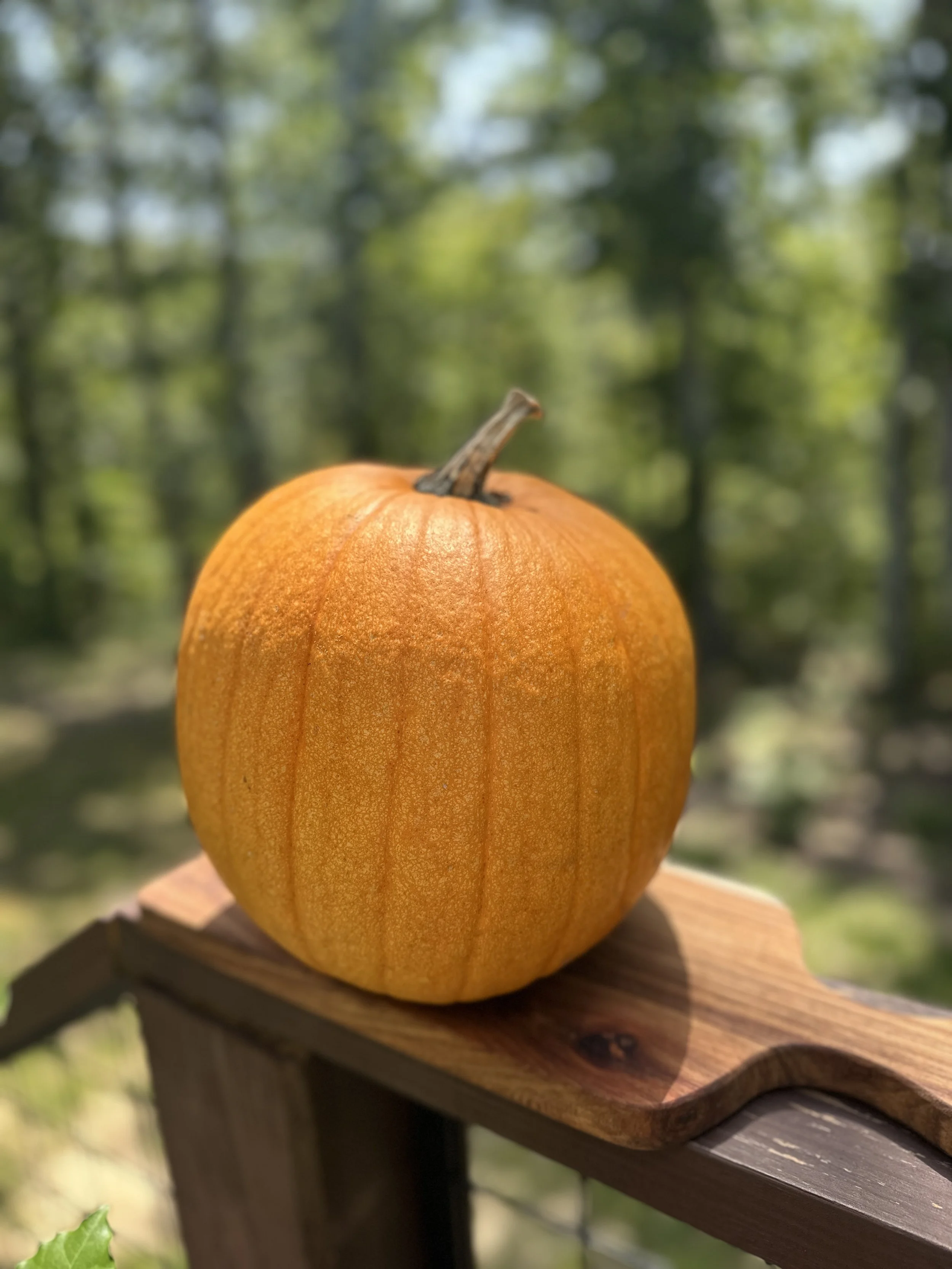 Pumpkin