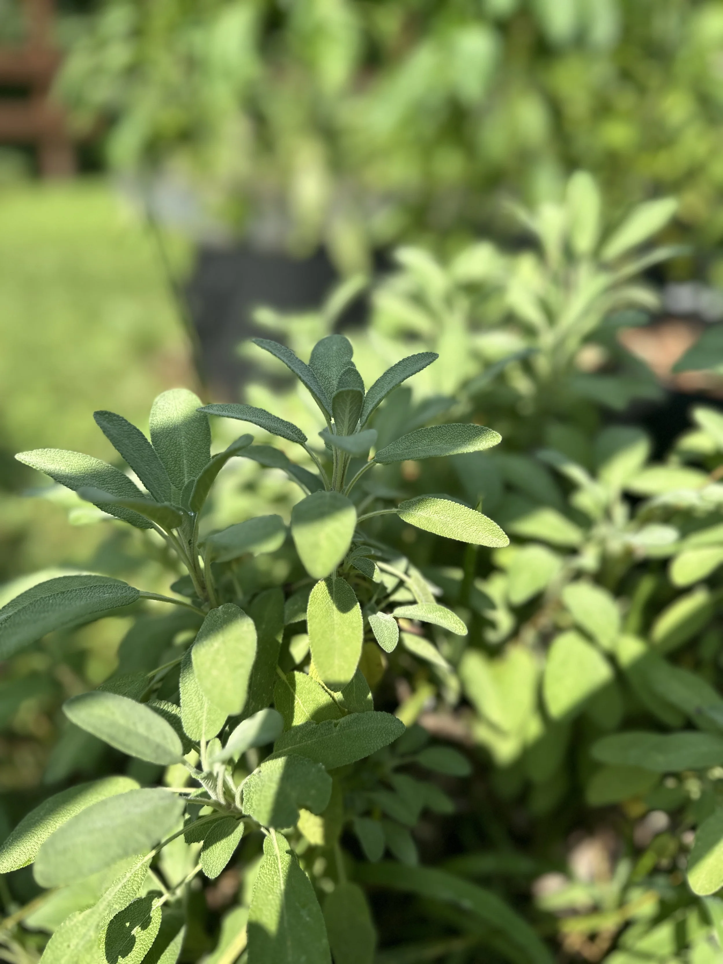 Fresh Sage Bunch