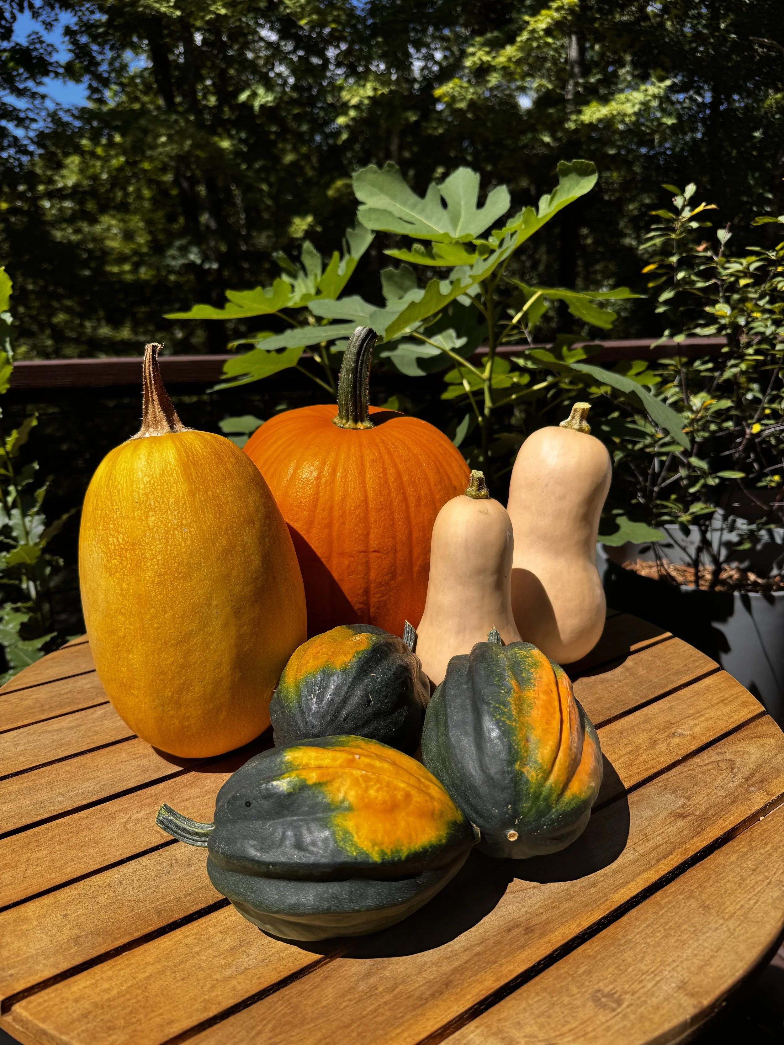 25lb Squash Bundle