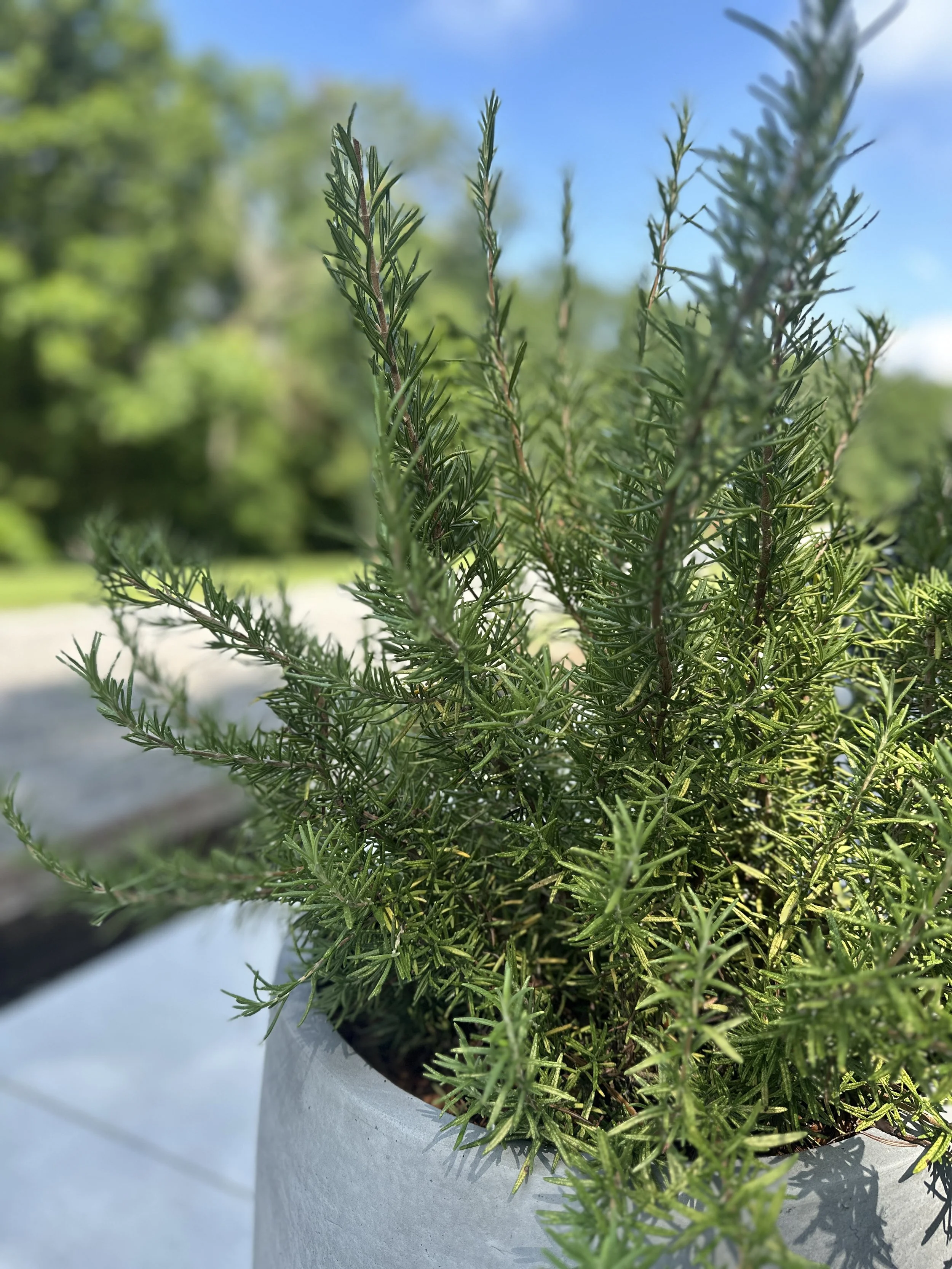 Fresh Rosemary Bunch