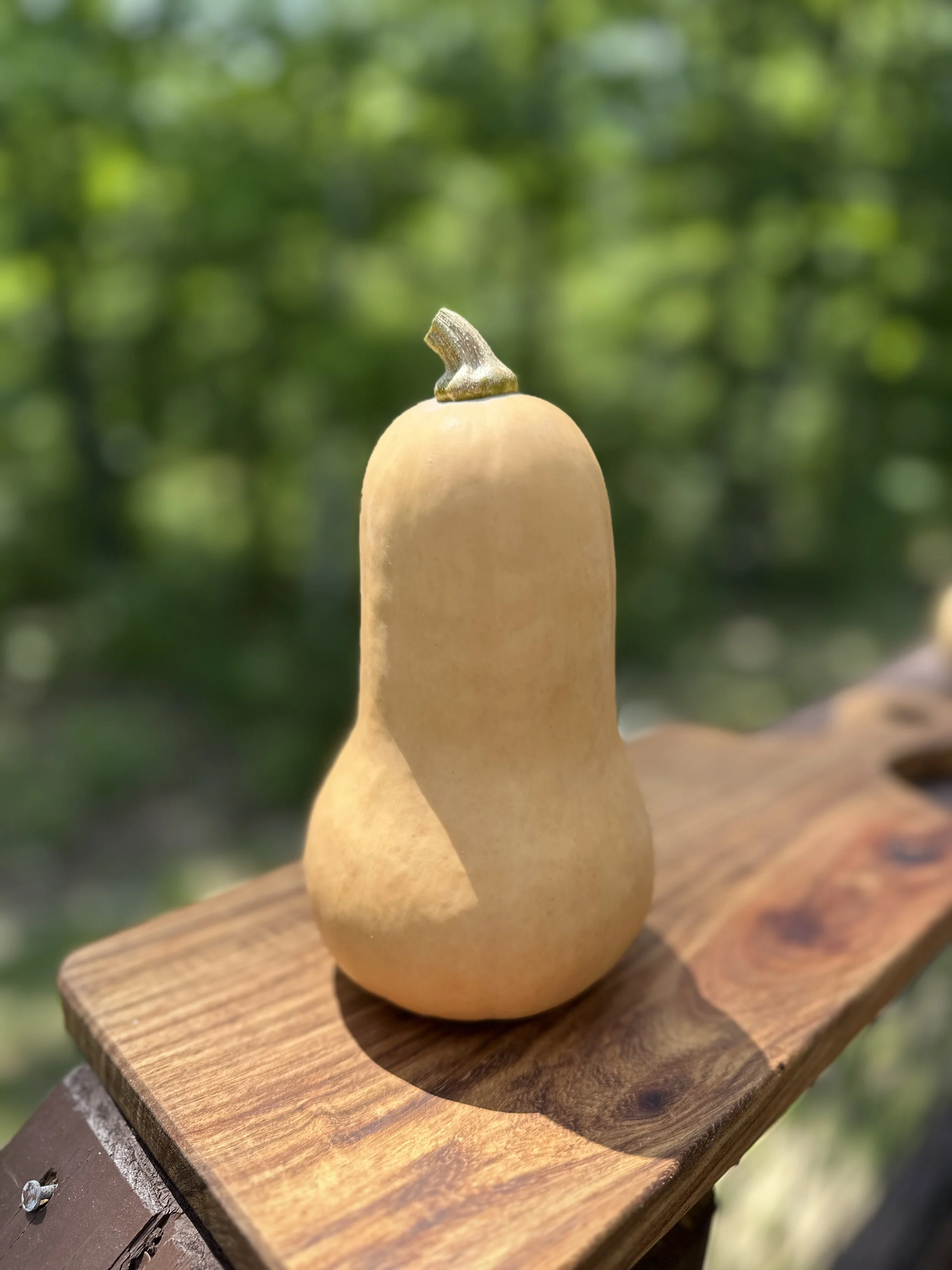 Butternut Squash Small