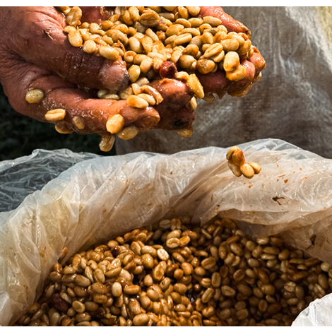 covoya-coffee-peru-merly-8.webp