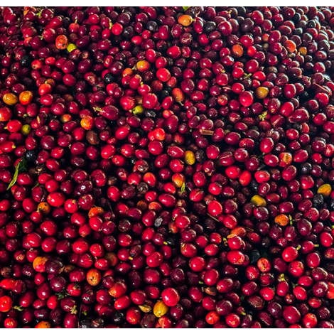 covoya-coffee-peru-merly-5.webp