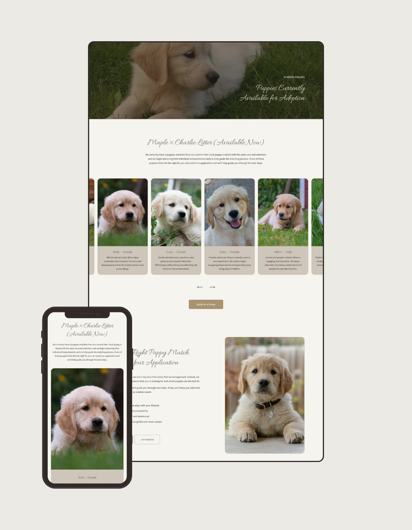 Amber Paws Retrievers