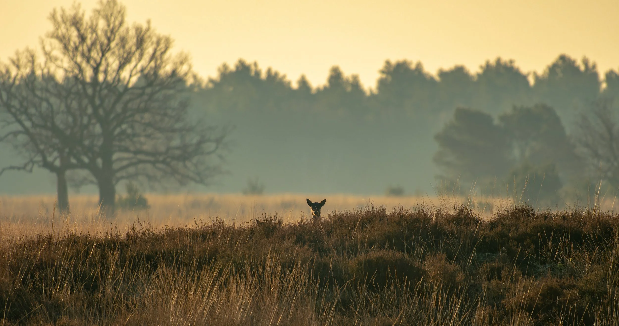 JOR_8296-NEF_DxO_DeepPRIME-volledig groot formaat.jpg