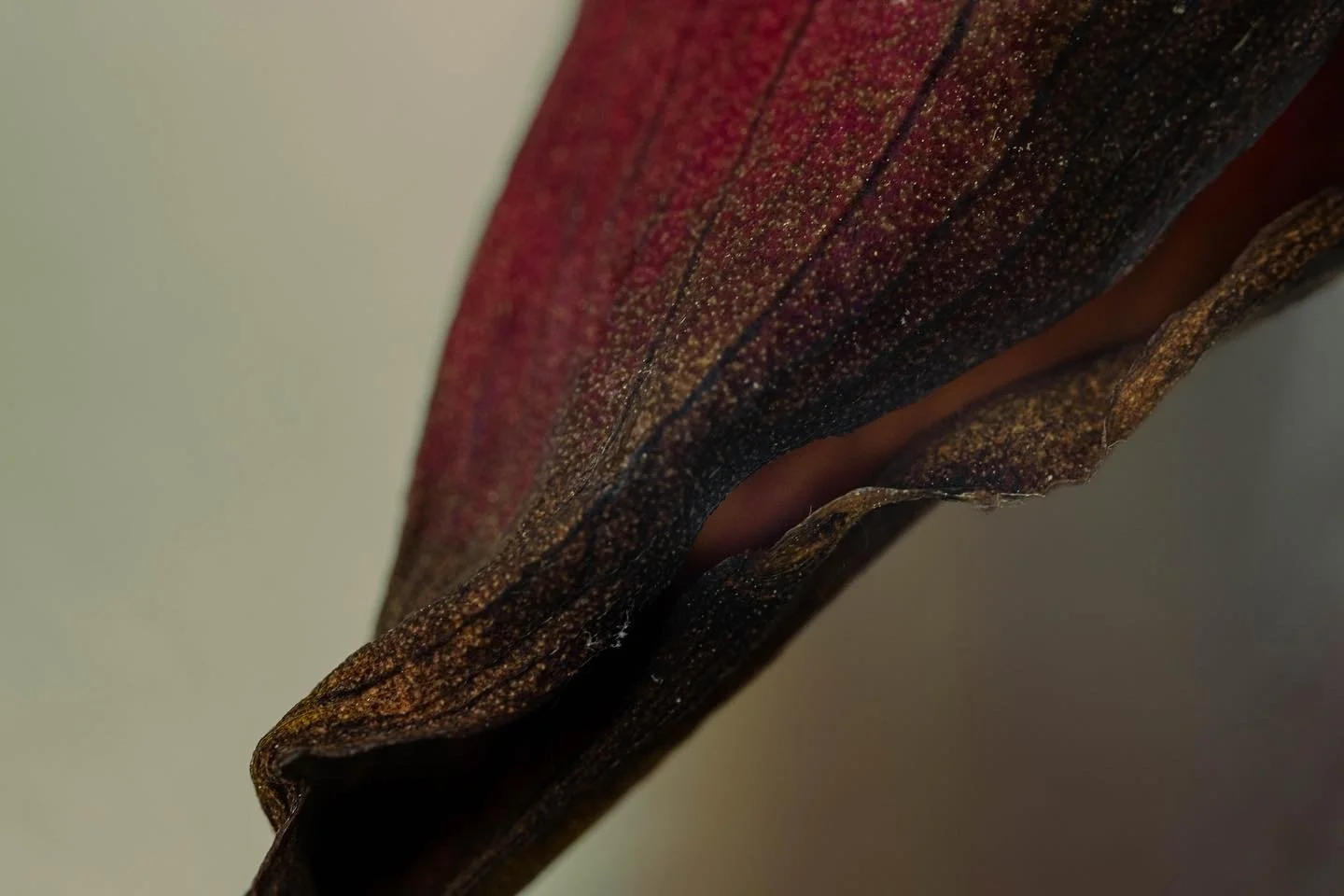 FF093A5B-AA00-4A7A-9DA0-1E6C0359B2D1.jpg