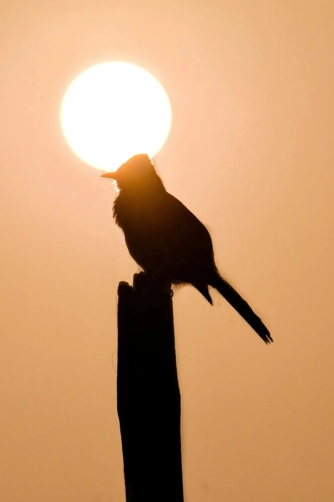 Silhouette of a bird perched on a wooden post against a bright setting sun with a warm orange sky.