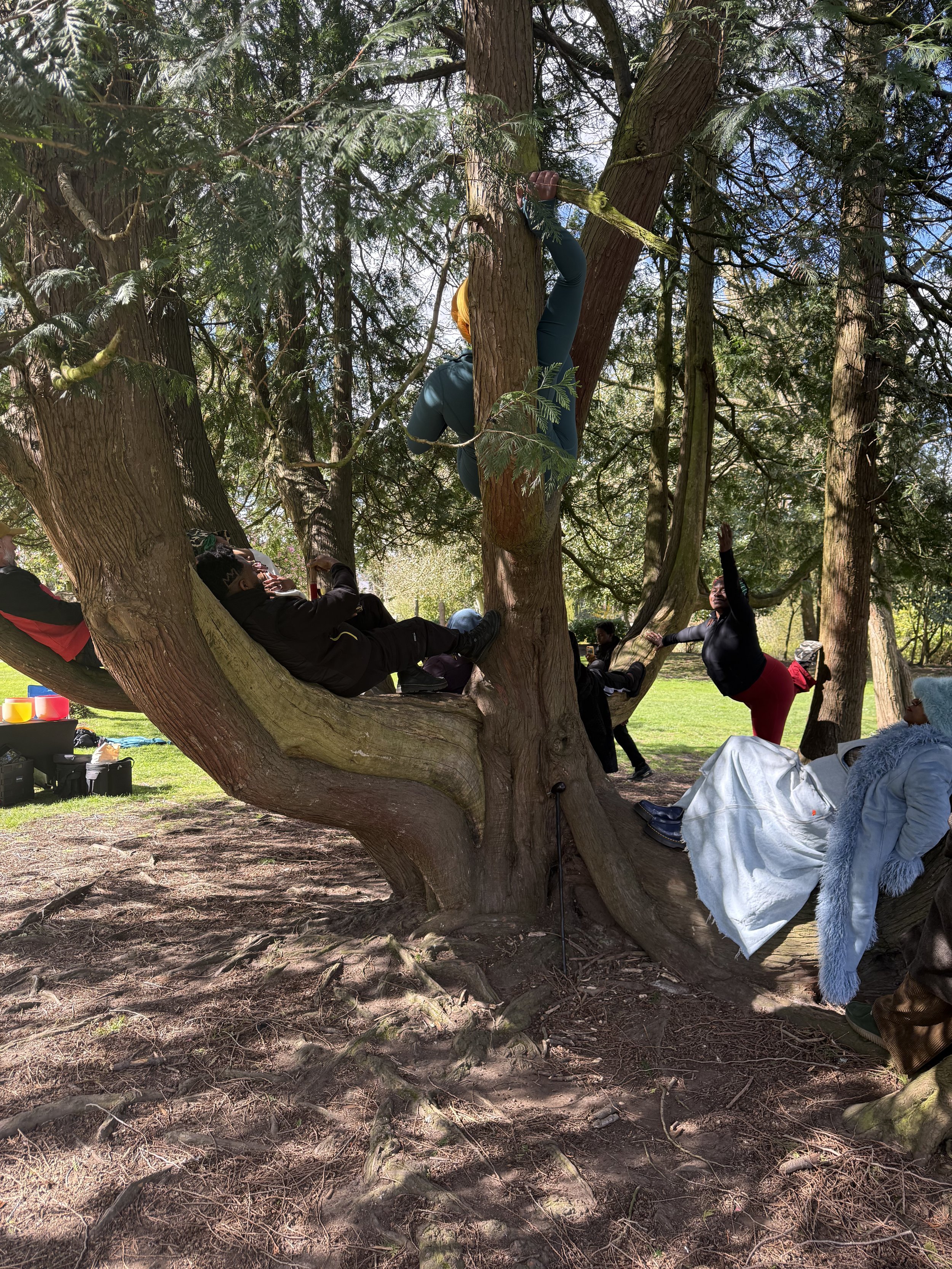 Marcus on a tree with various people sitting on the tree branches