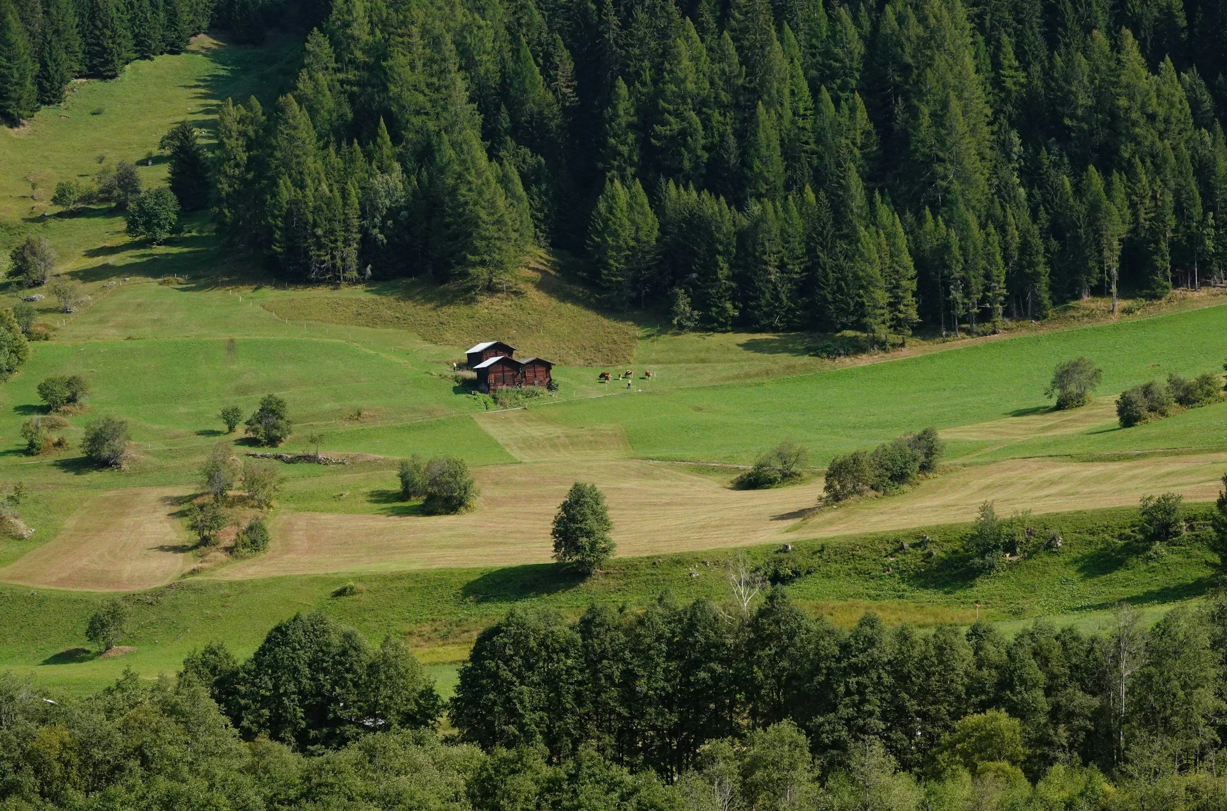 Vue aérienne d'une vallée verdoyante avec forêt dense en arrière-plan, quelques bâtiments en bois, des moutons broutant dans l'herbe, et différentes zones de terrains agricoles.