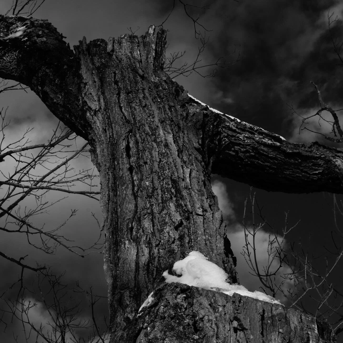 #blackandwhitephotography #fineartphotography #immediatewhole #larrysmuklerphotoarchive