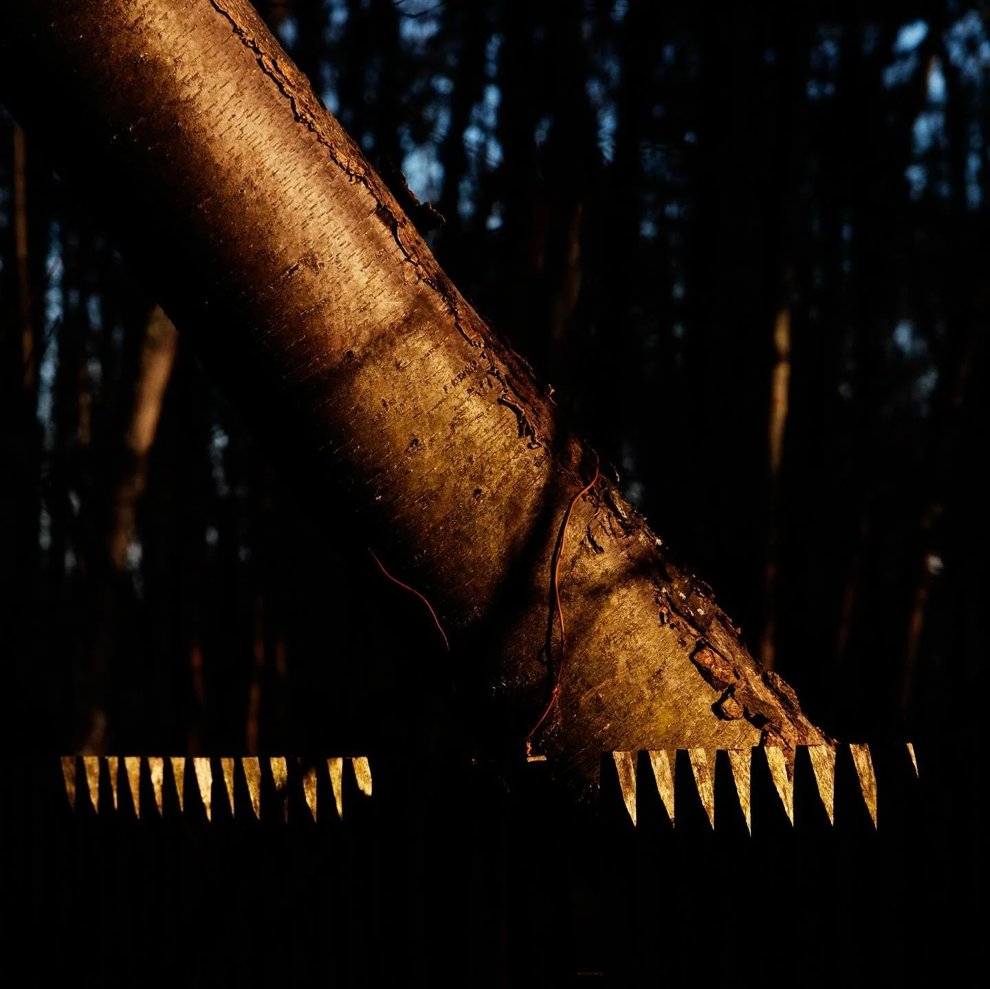 #fineartphotography #immediatewhole #larrysmuklerphotoarchive