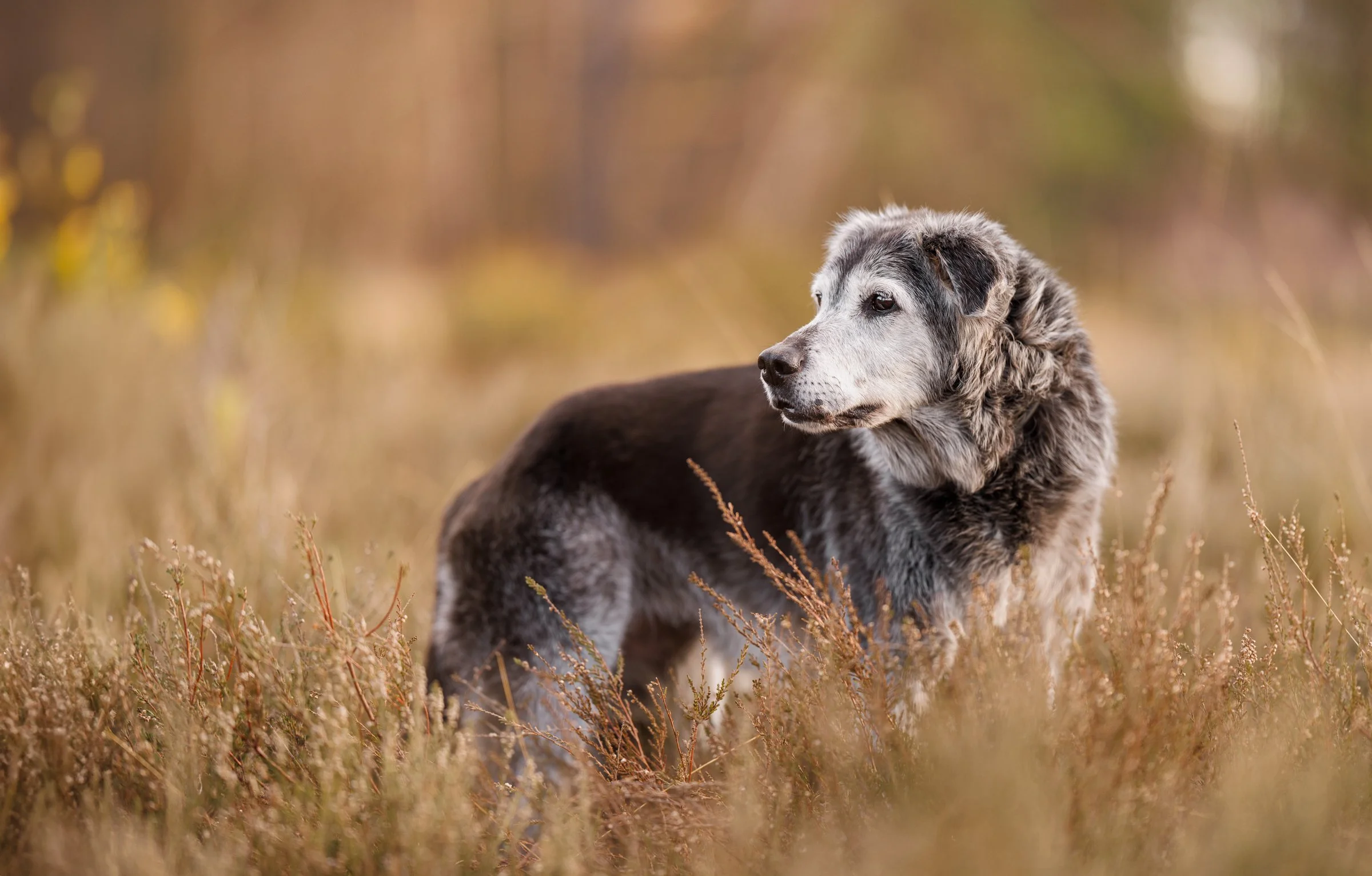 A mixed-breed dog with gray and black fur standing in a field of dry grass, looking to the side with a blurred background of autumn trees.