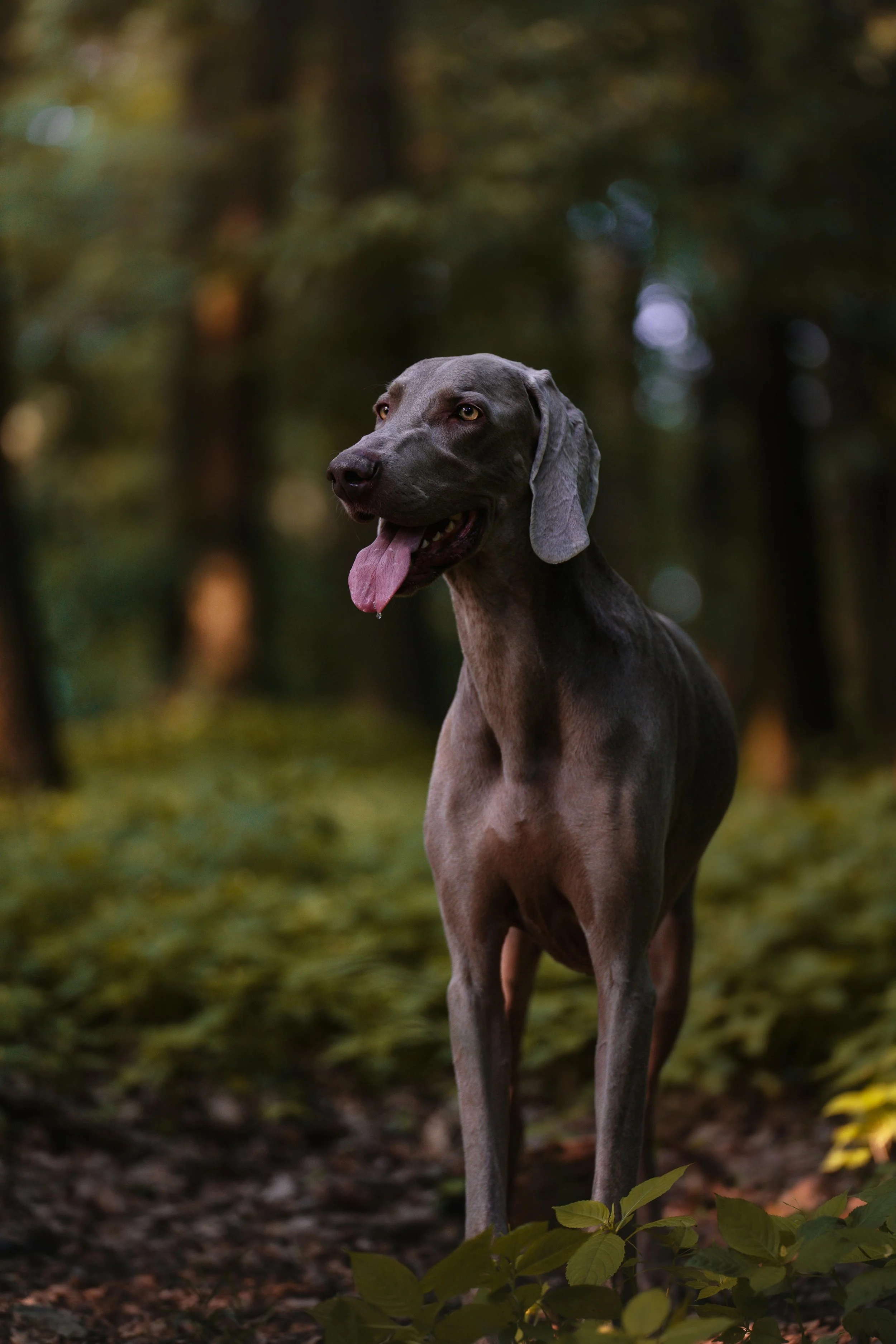 A gray dog with floppy ears and a pink tongue hanging out, standing outdoors in a forested area with green foliage and blurred trees in the background.