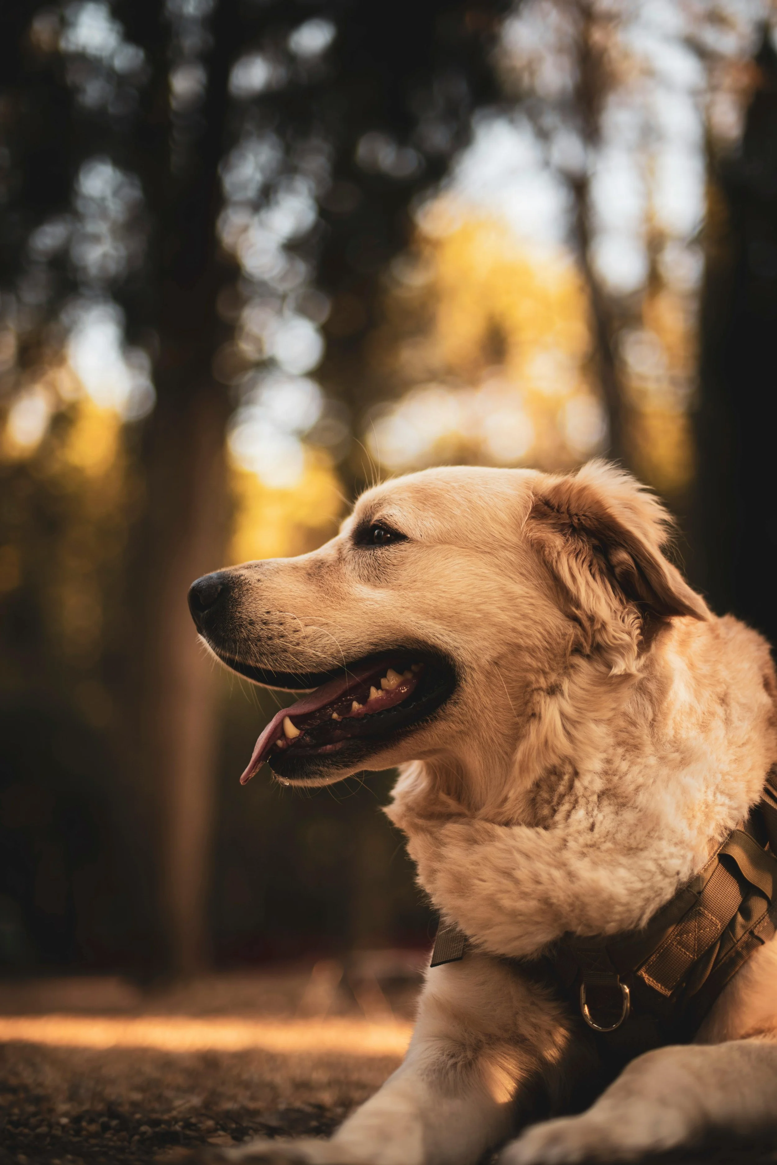 A golden retriever dog lying on the ground outdoors during sunset, with trees in the background.