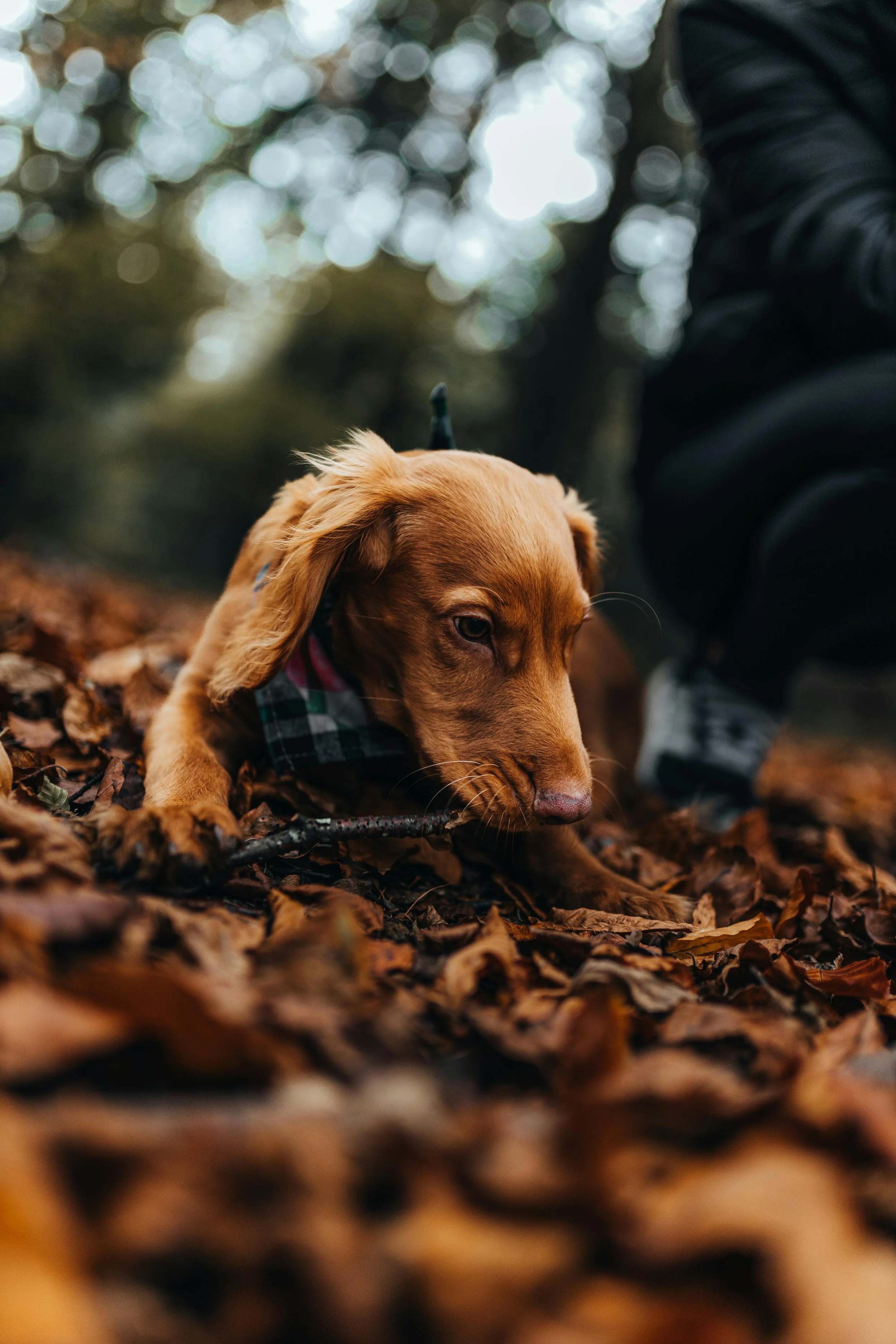 A brown puppy playing with a stick on fallen autumn leaves in a forest