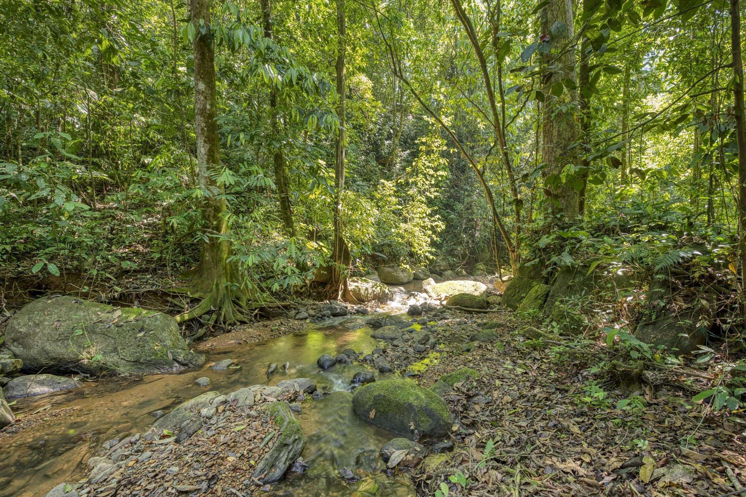 Casa Arbol de Vida estate has year round creek access on a private trail offering water independence and a tranquil spot.