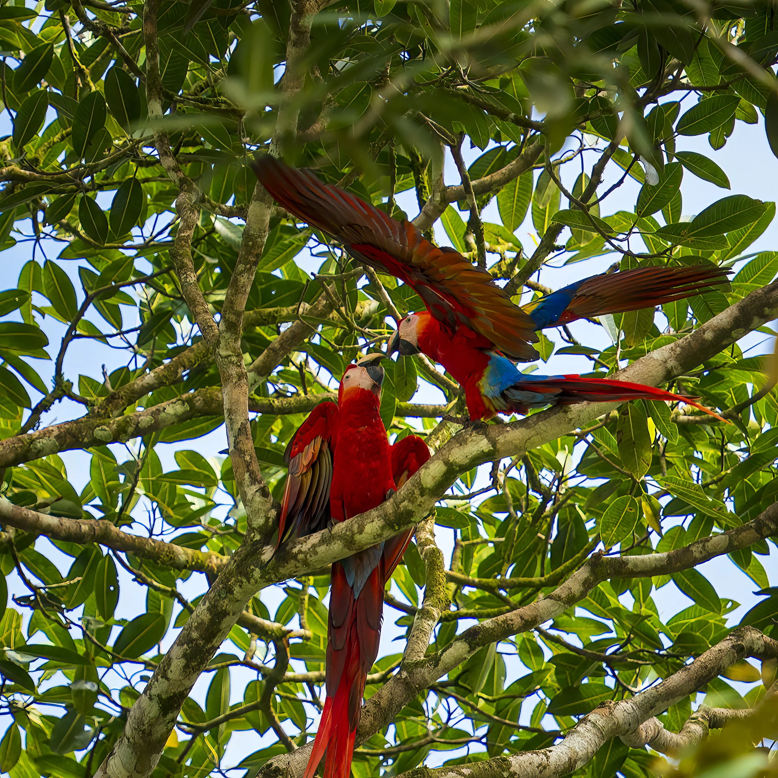 Two colorful parrots perched on tree branches among green leaves.