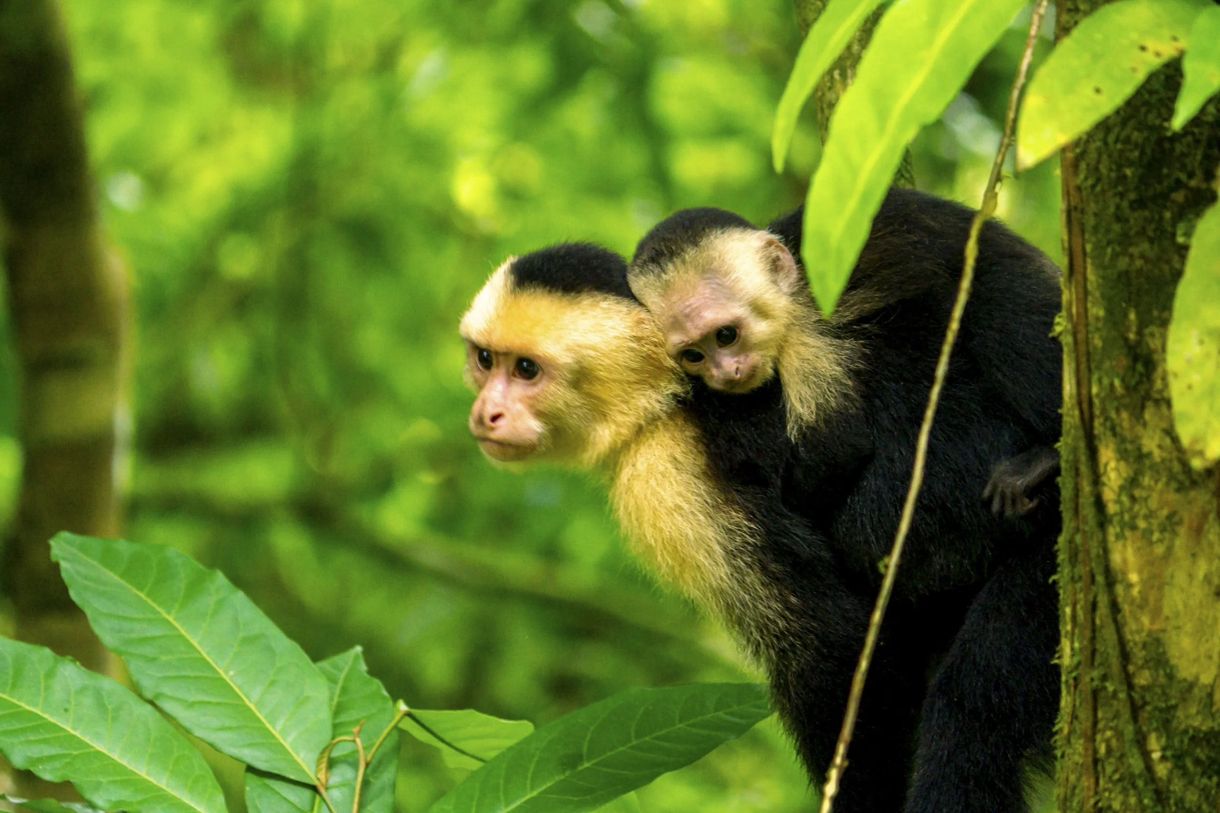 Two capuchin monkeys, one carrying the other piggyback on a tree in a lush green rainforest.