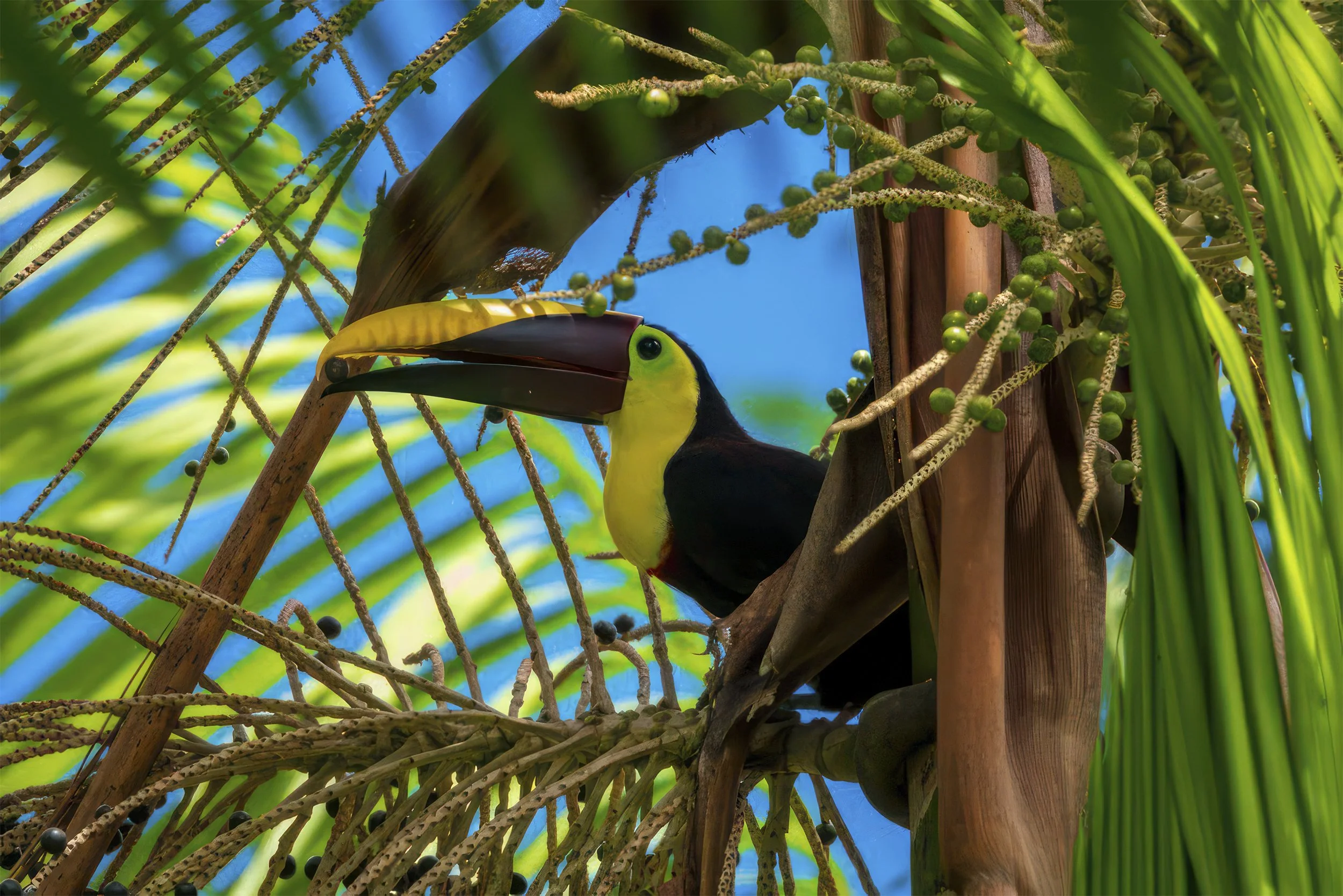 A toucan with a multicolored beak perched among tropical plants and greenery.