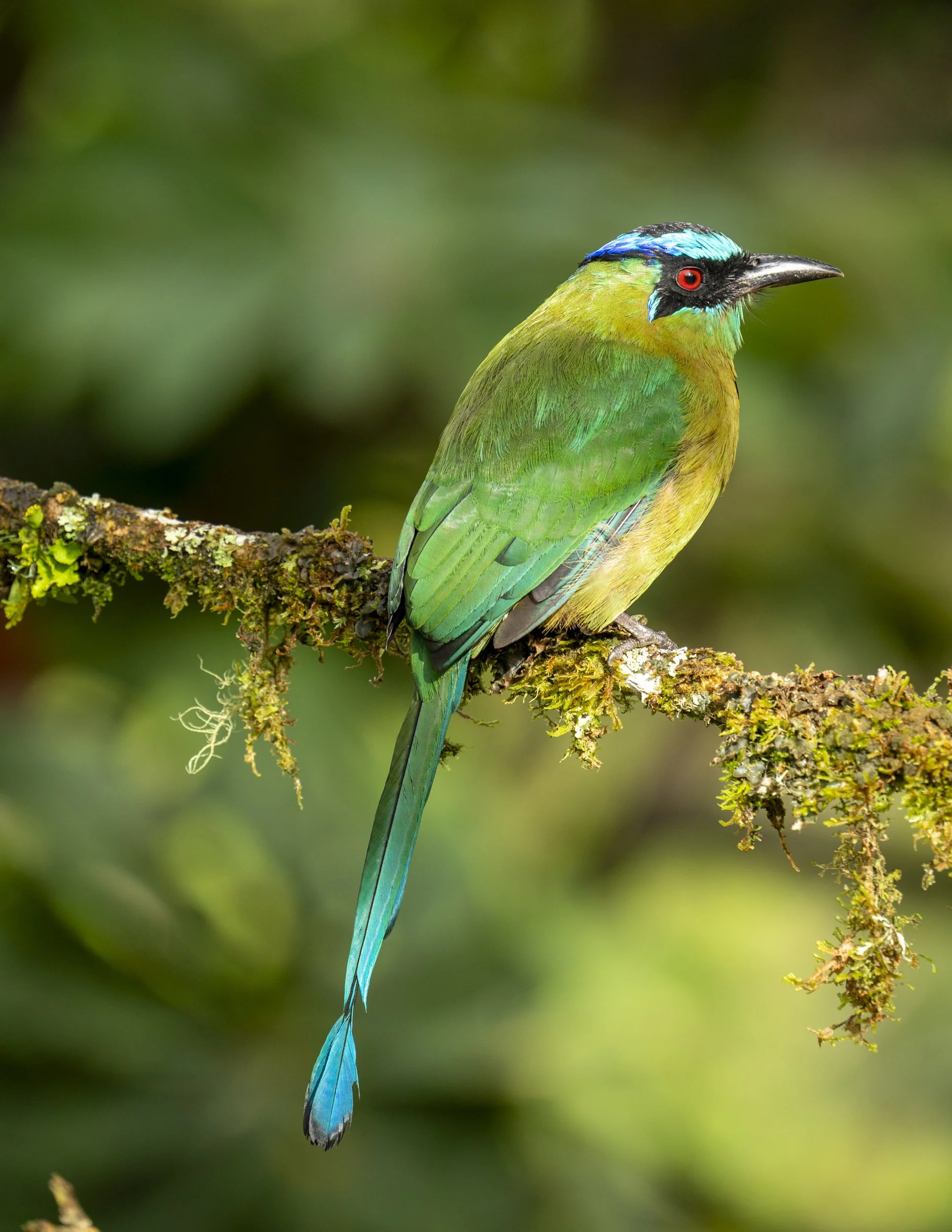 A colorful bird with green, blue, and black feathers, a red eye, perched on a mossy branch in a lush forest.