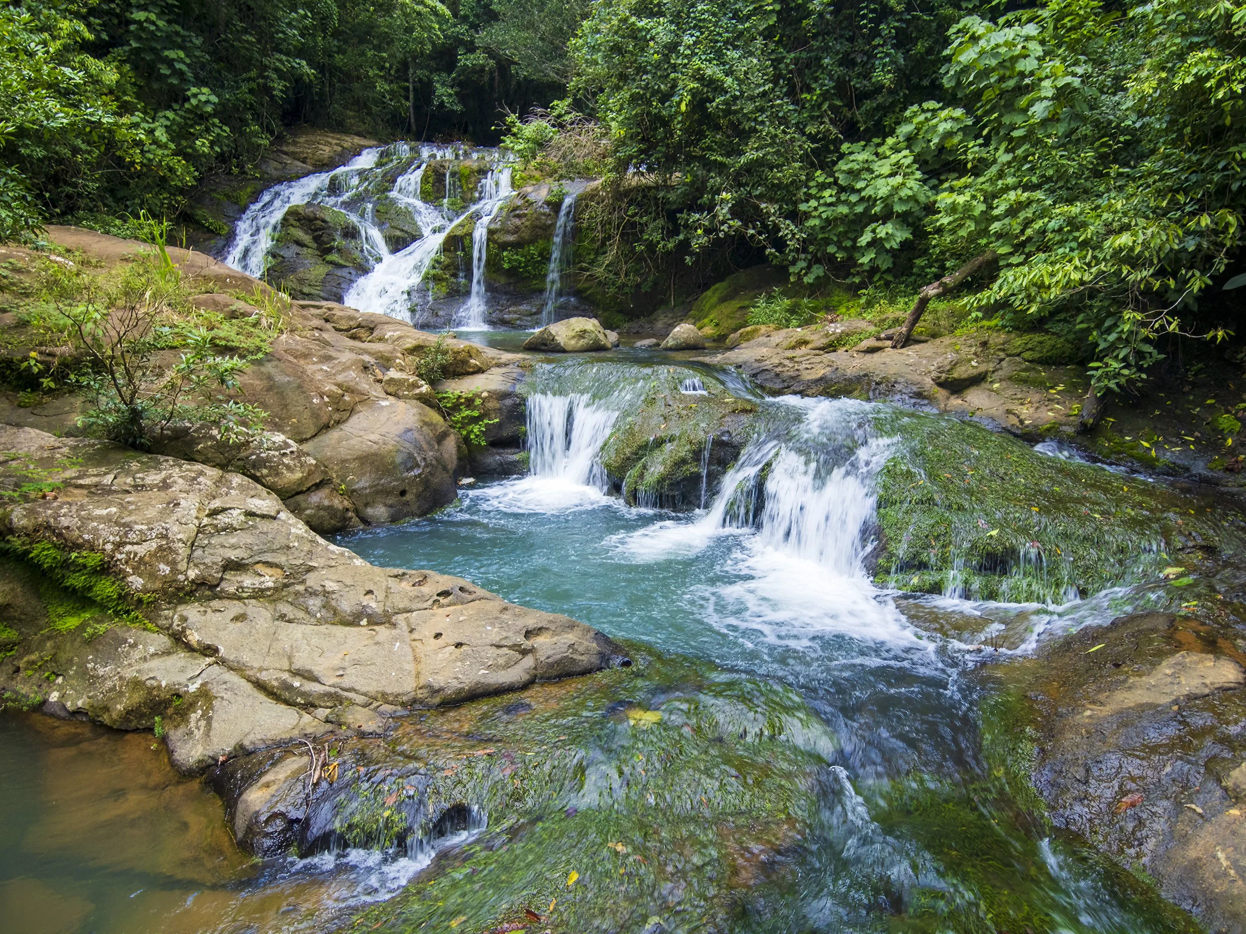 A lush green forest with a small waterfall flowing over rocks into a stream.