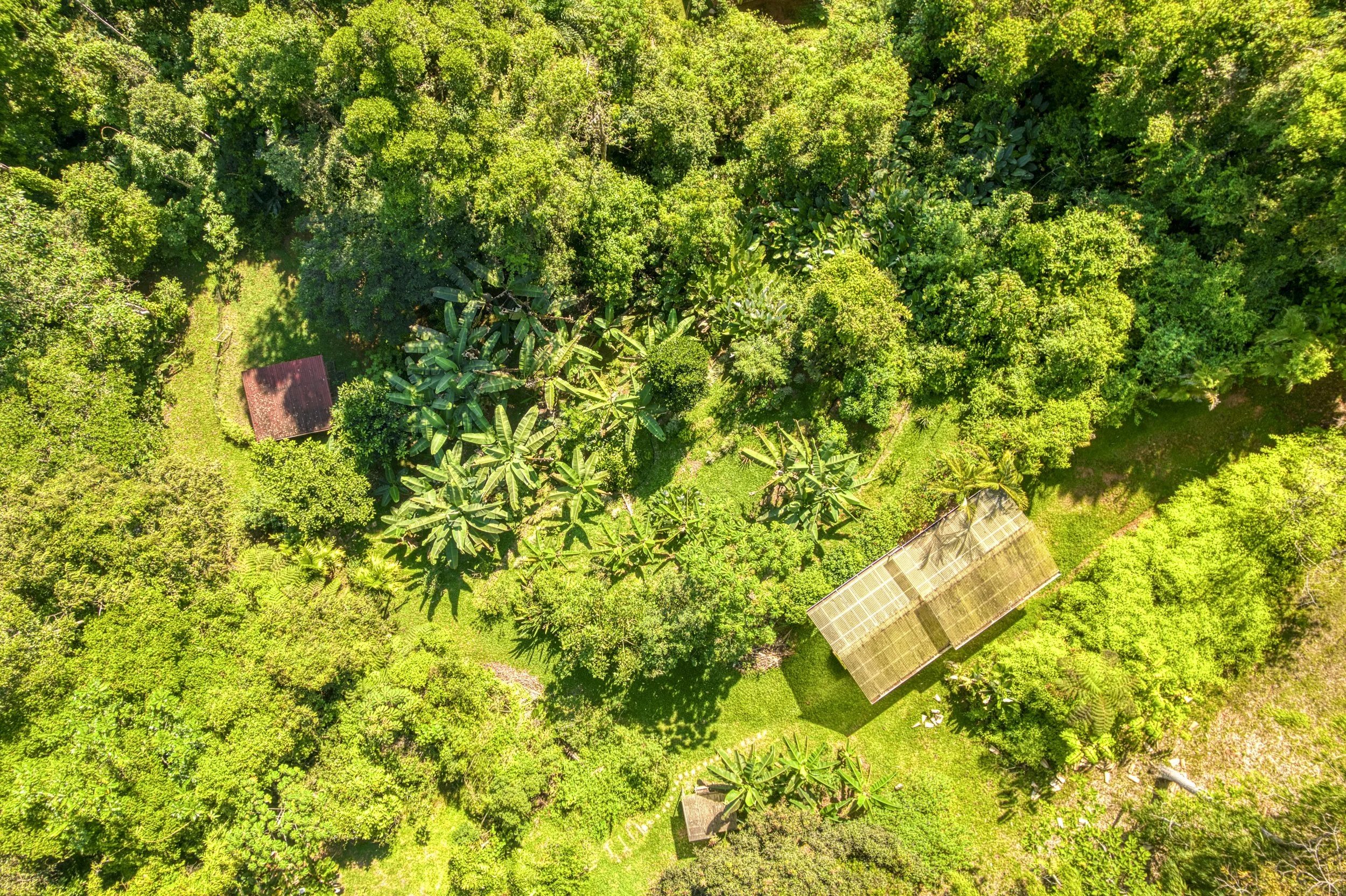 Aerial view of the fruit forest, garden beds, and chicken coop on the second lot. Trees include citrus, mango, banana, plantain, breadfruit, breadnut, soursop, guava, avocado, jackfruit & cacao. Also, yuca is cultivated.